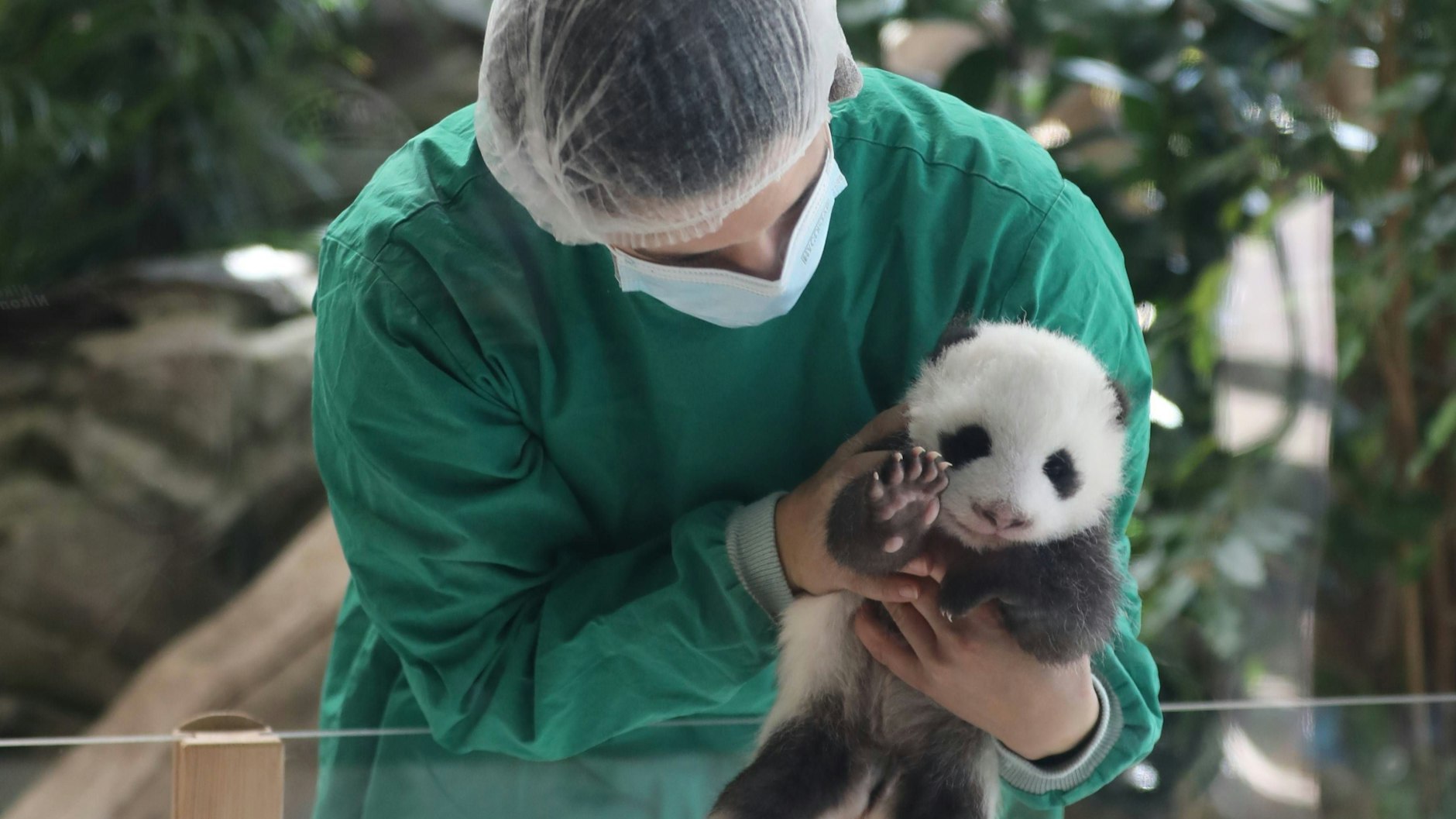 Seit Oktober können Zoo-Besucher die Panda-Babys schon sehen.