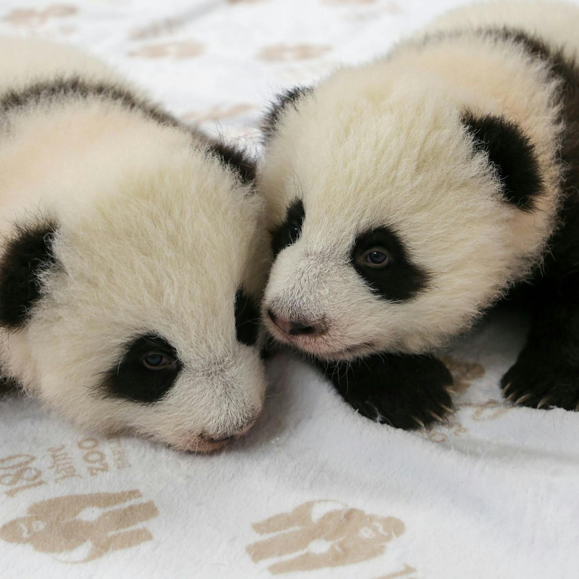 Jetzt ist es raus: SO heißen die Berliner Panda-Mädchen im Zoo