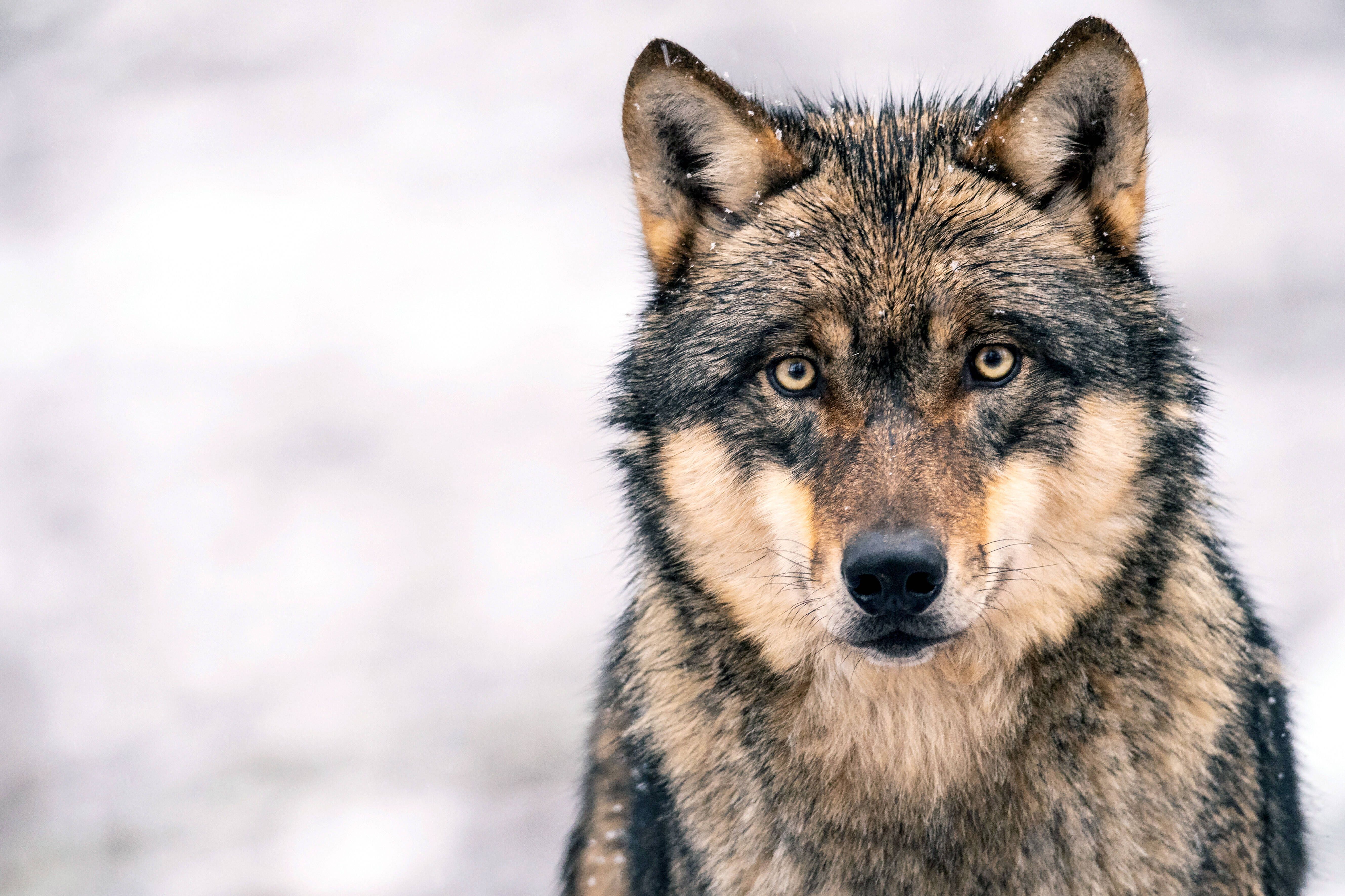 Image - Werden die streng geschützten Wölfe nun zum Abschuss freigegeben – und was würde das für Brandenburg bedeuten?