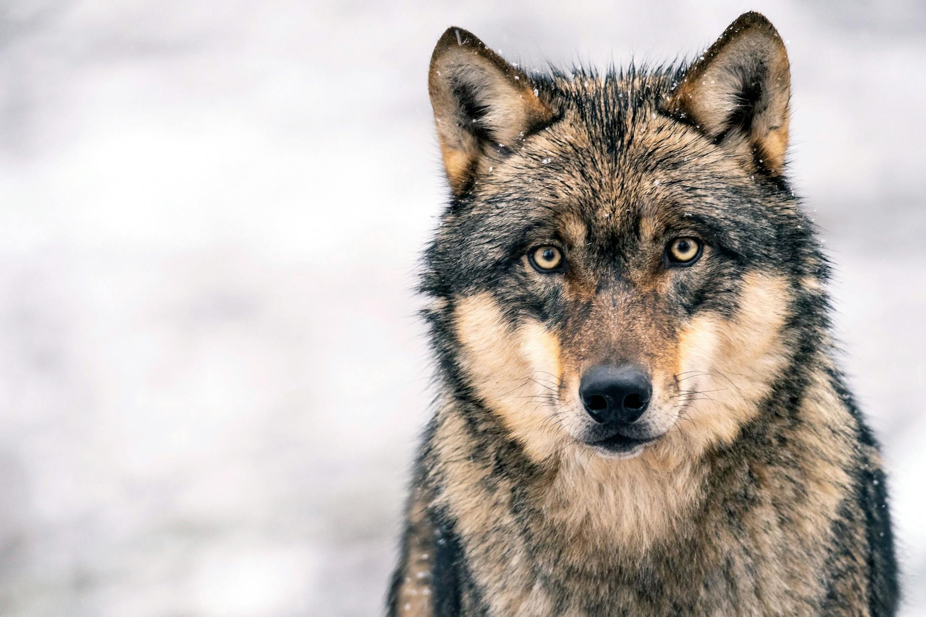 Nur selten in freier Wildbahn anzutreffen: Die allermeisten Wölfe sind sehr scheu.