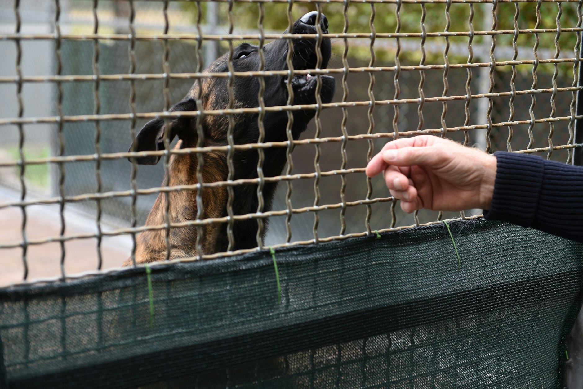 Die JVA Tegel bekommt eine Hundestaffel.