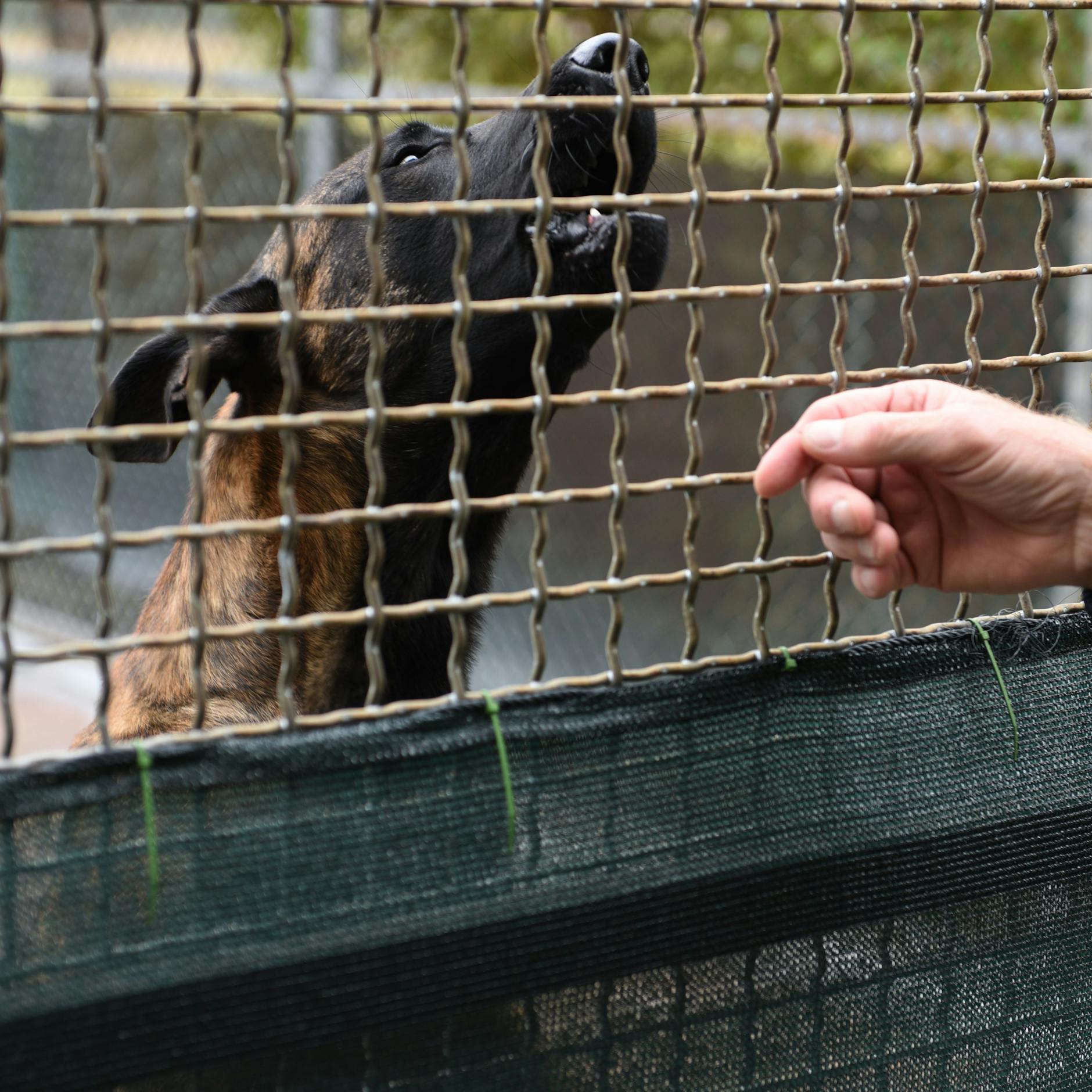 Image - Reinickendorf: JVA Tegel bekommt eine neue Hundestaffel