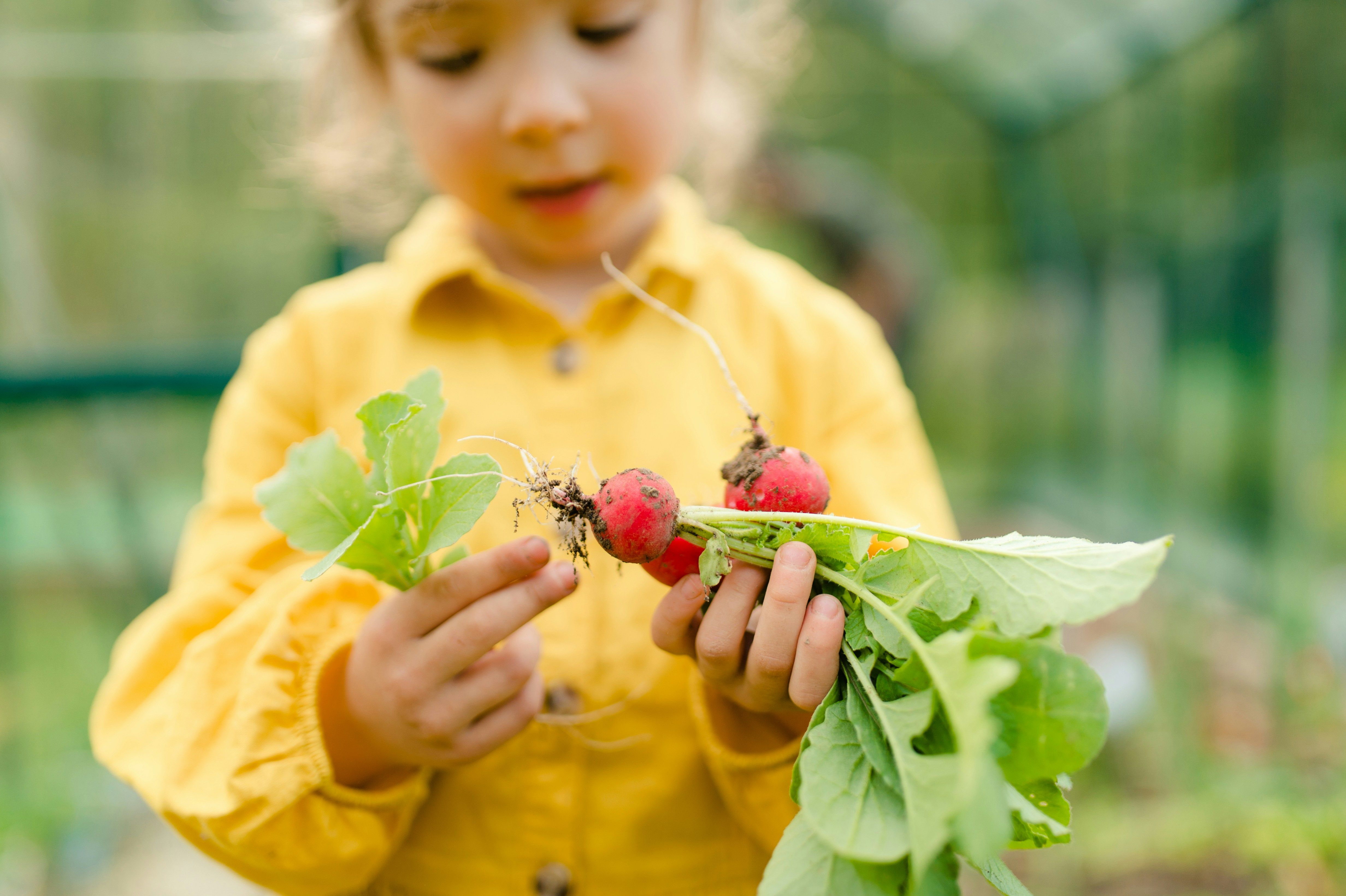 Etatkürzungen in der Ernährungsbildung in Berlin: Erneut trifft es die Schwächsten unserer Gesellschaft