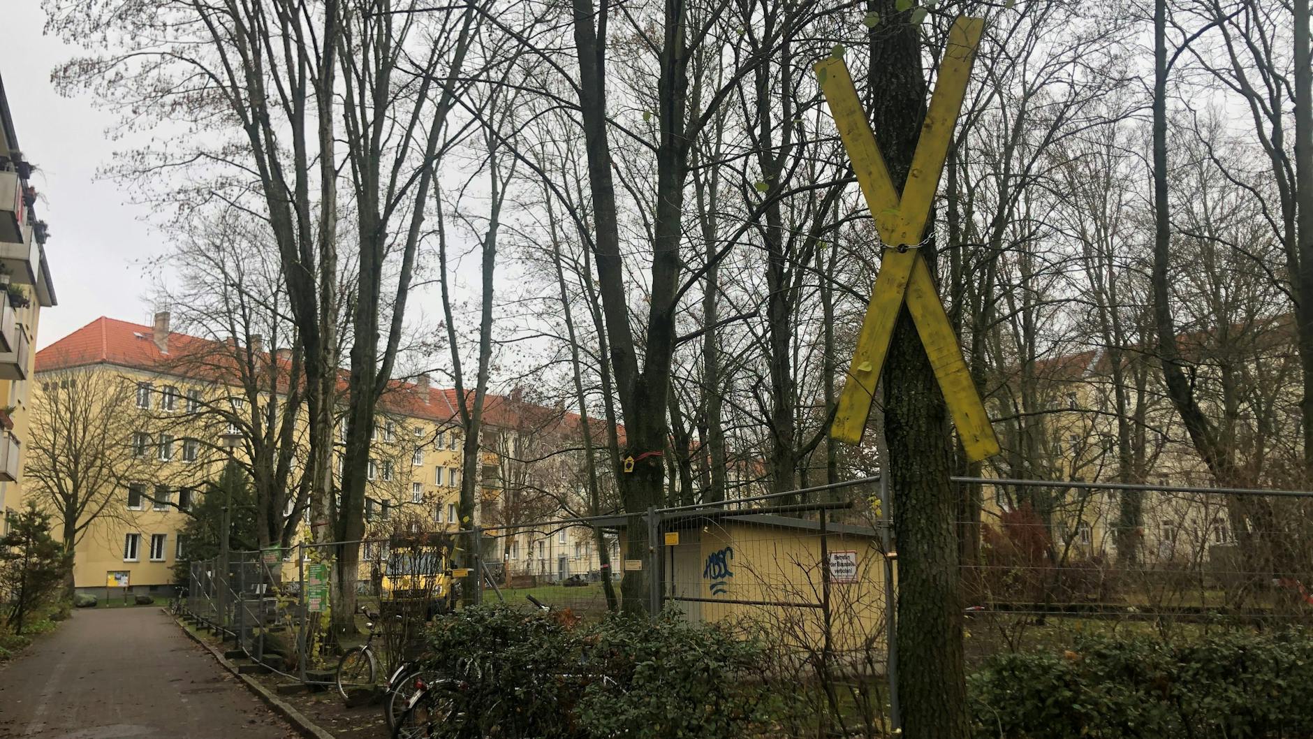 Auf dem Gelände zwischen Kavalierstraße und Ossietzkystraße finden derzeit Baumschnittmaßnahmen statt. Ein Vorspiel zur großen Fäll-Aktion?