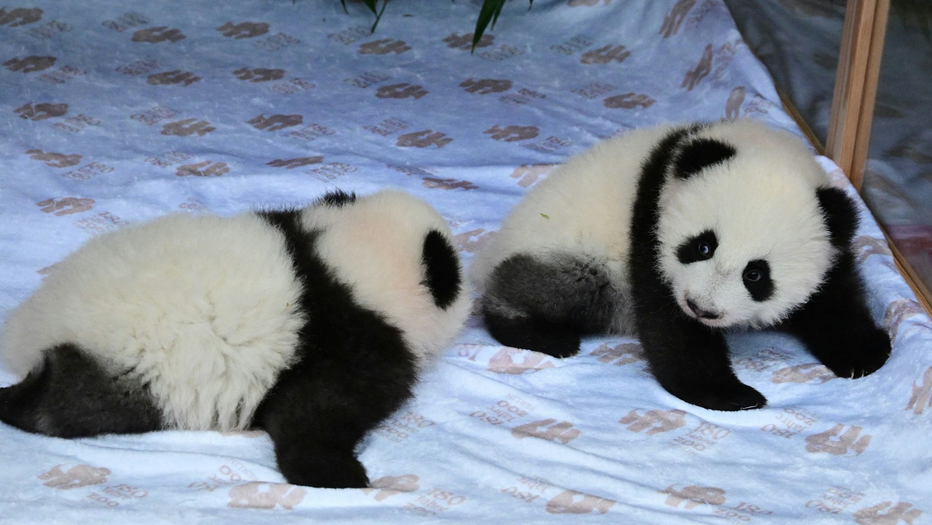 Leni und Lotti bei ihrer feierlichen Taufe im Zoo Berlin.