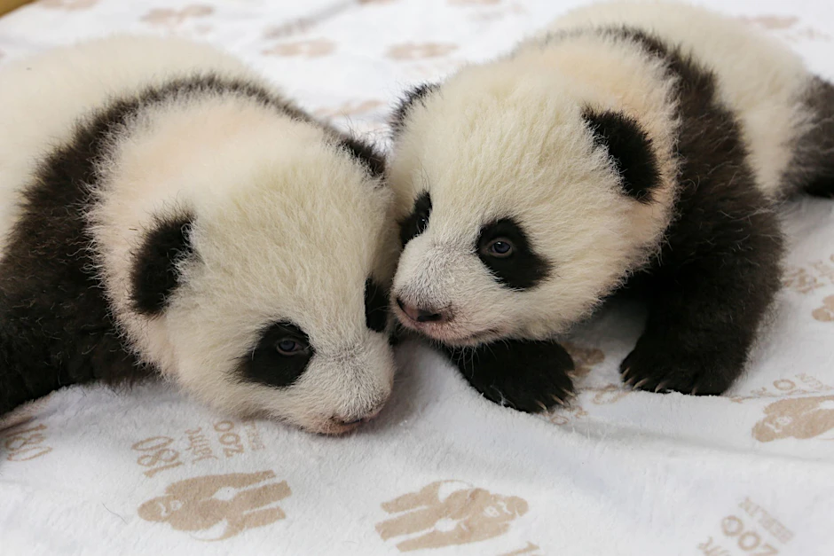 Die beiden Panda-Babys wachsen und gedeihen.