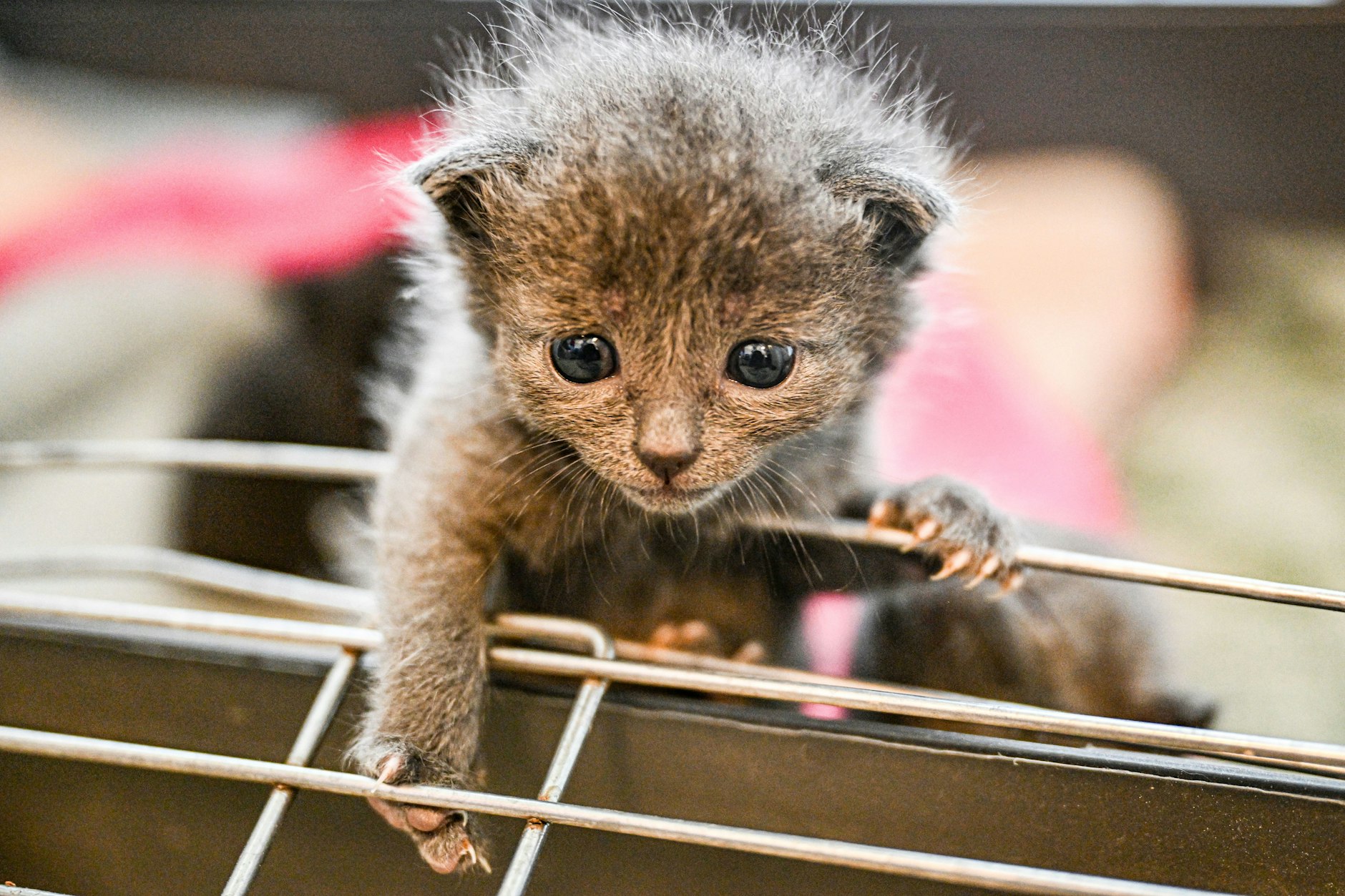 Damit Tiere nicht als Geschenke unter dem Weihnachtsbaum landen, verhängt das Berliner Tierheim auch in diesem Jahr wieder einen Vermittlungsstopp.