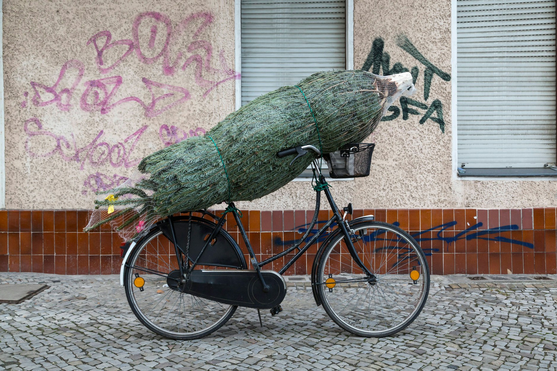 Schonender Transport: Wickeln Sie den Baum in ein Netz oder eine Plane, um die Zweige zu schützen. Transportieren Sie ihn liegend mit der Spitze nach hinten, damit der Fahrtwind keine Nadeln beschädigt. Achten Sie darauf, dass der Baum nicht gequetscht oder unnötig lange ohne Wasser gelagert wird.