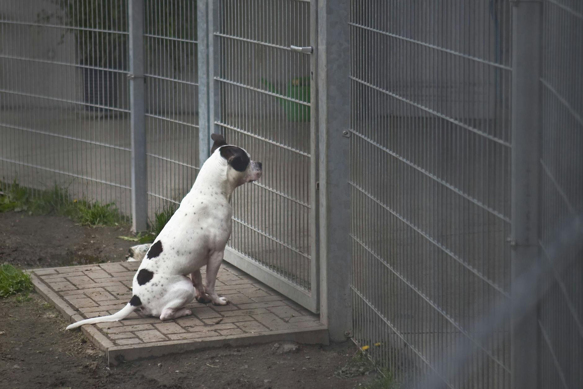 Das Berliner Tierheim ist das größte in Europa. Mit vier Katzenhäusern, sechs Hundehäusern, einem Vogelhaus und einem Gehege für freilebende Katzen bietet es Platz für Tiere aller Art.