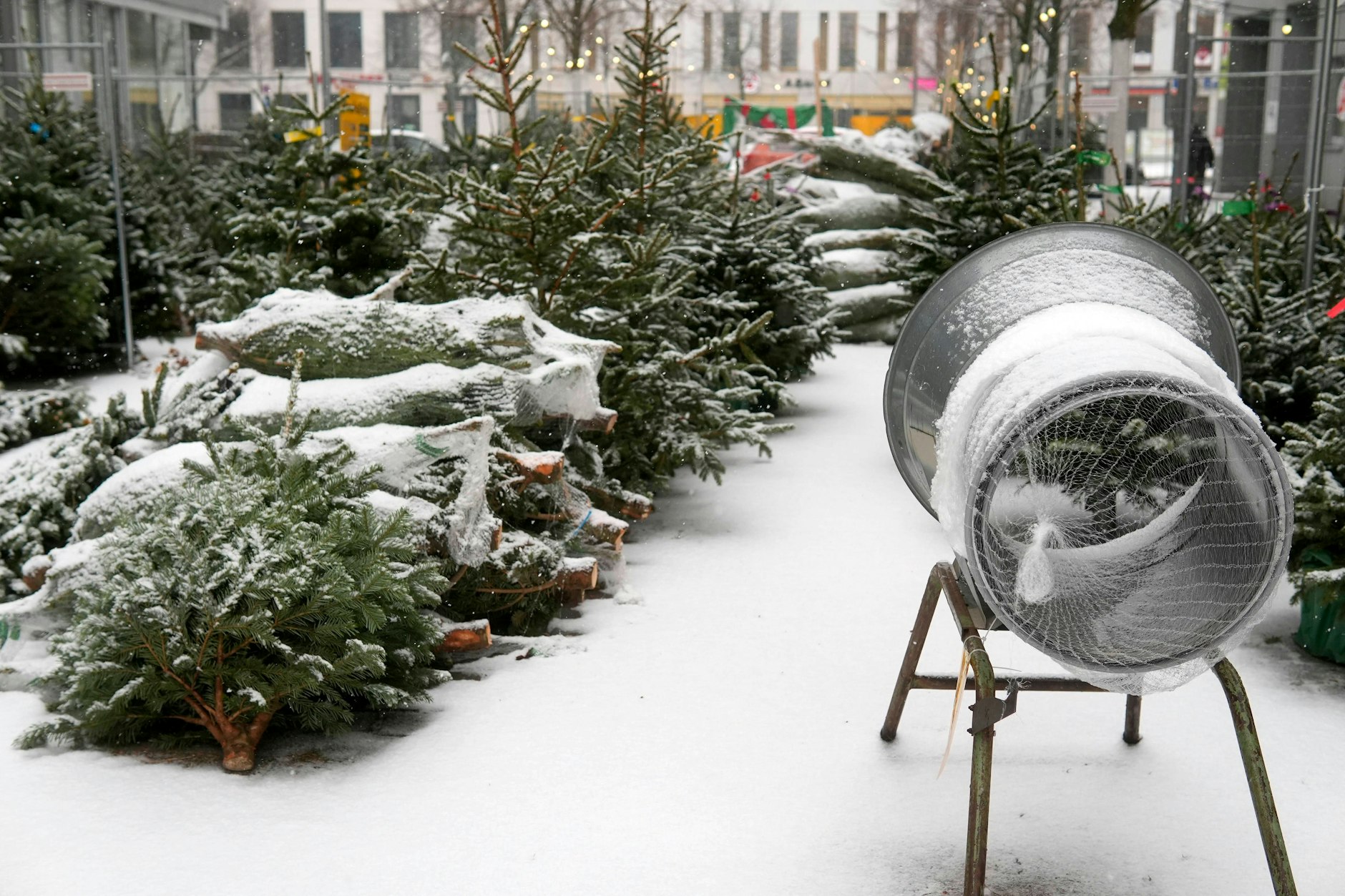 Weihnachtsbaumverkauf im Schnee an der Rudower Chaussee in Berlin Adlershof. Archiv Berlin, 06.12.2023)
