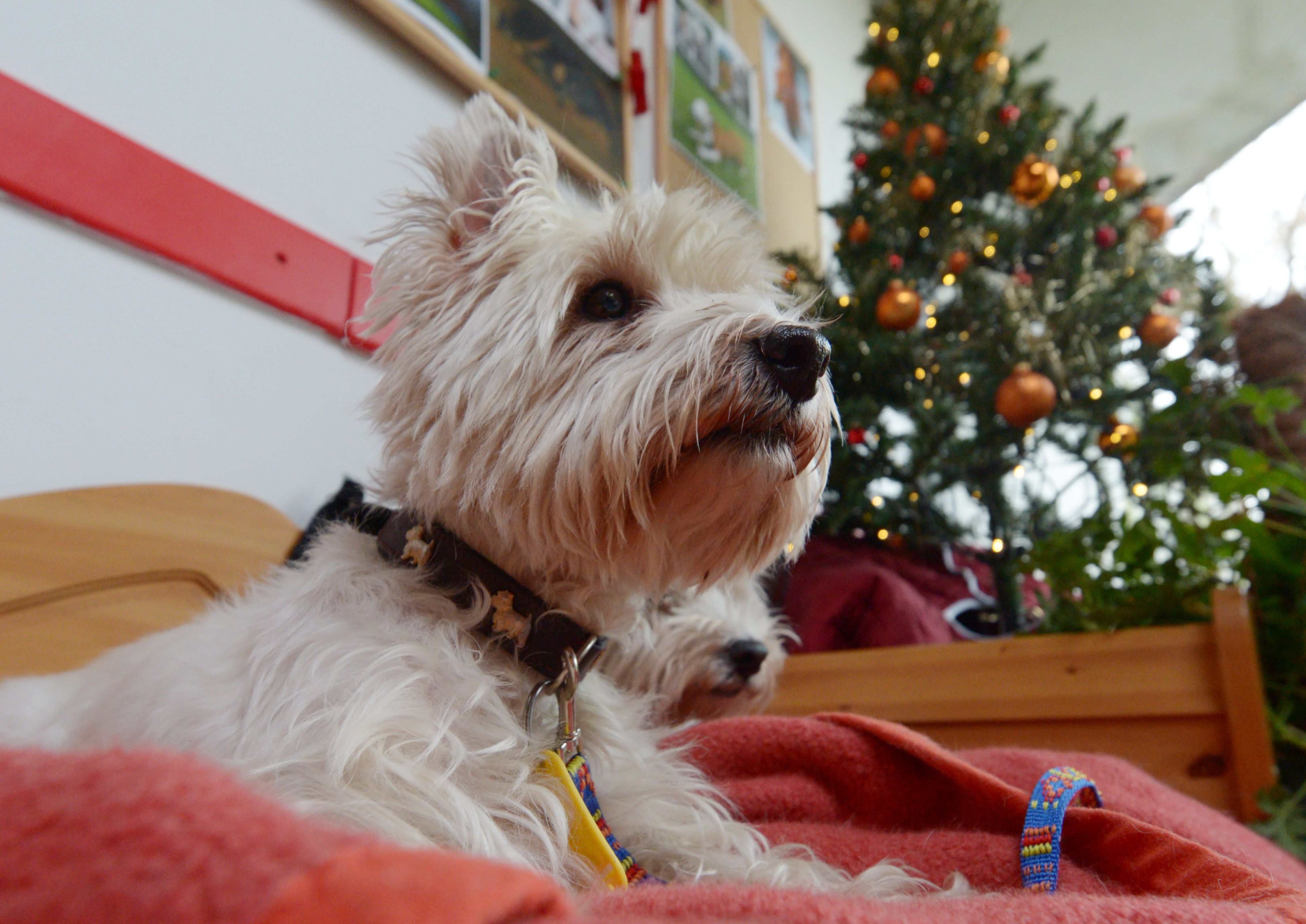 Image - Tierheim Berlin verhängt Vermittlungsstopp vor Weihnachten