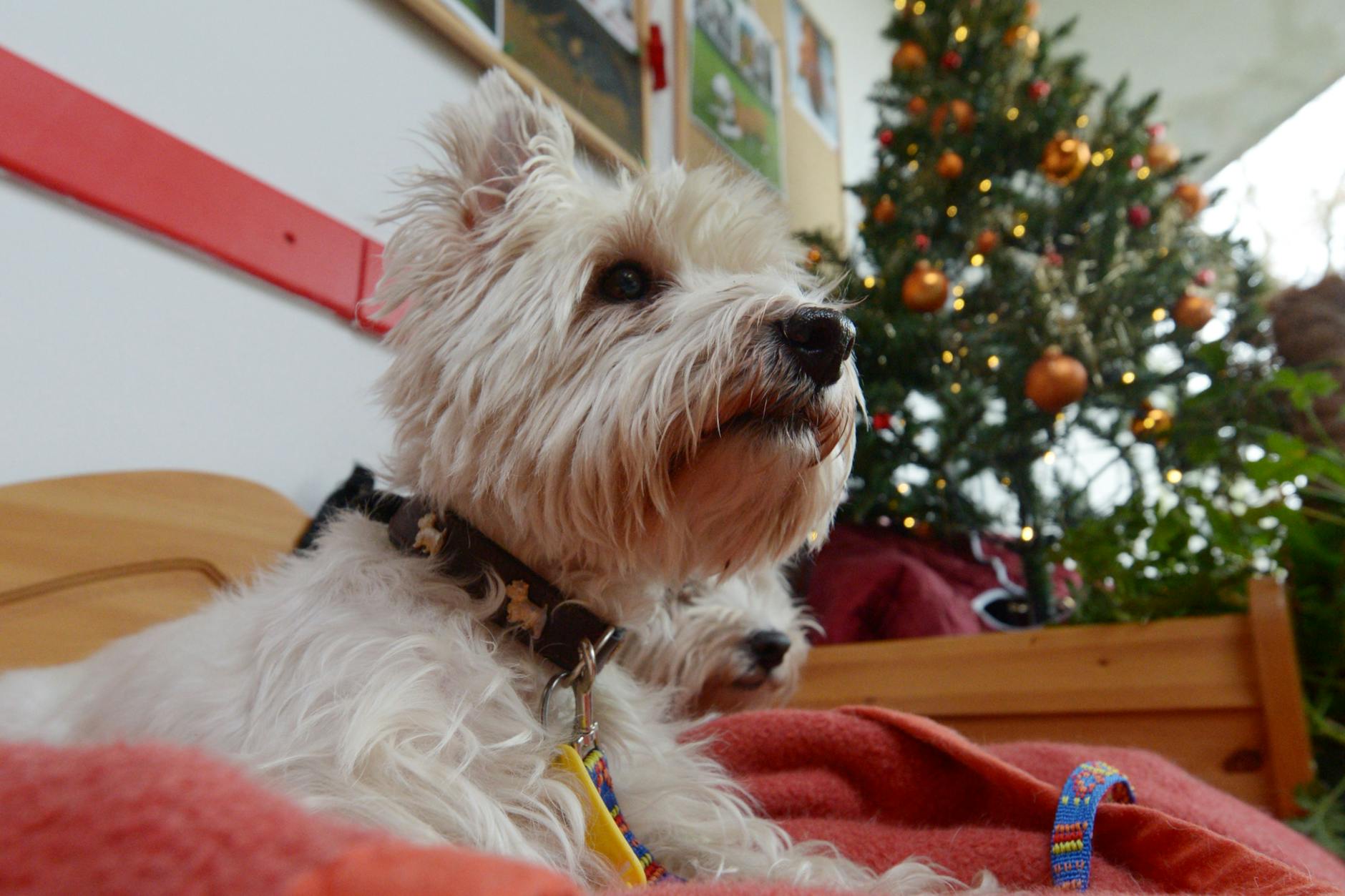 Das Berliner Tierheim vermittelt vom 20. Dezember bis zum 1. Januar keine Tiere.