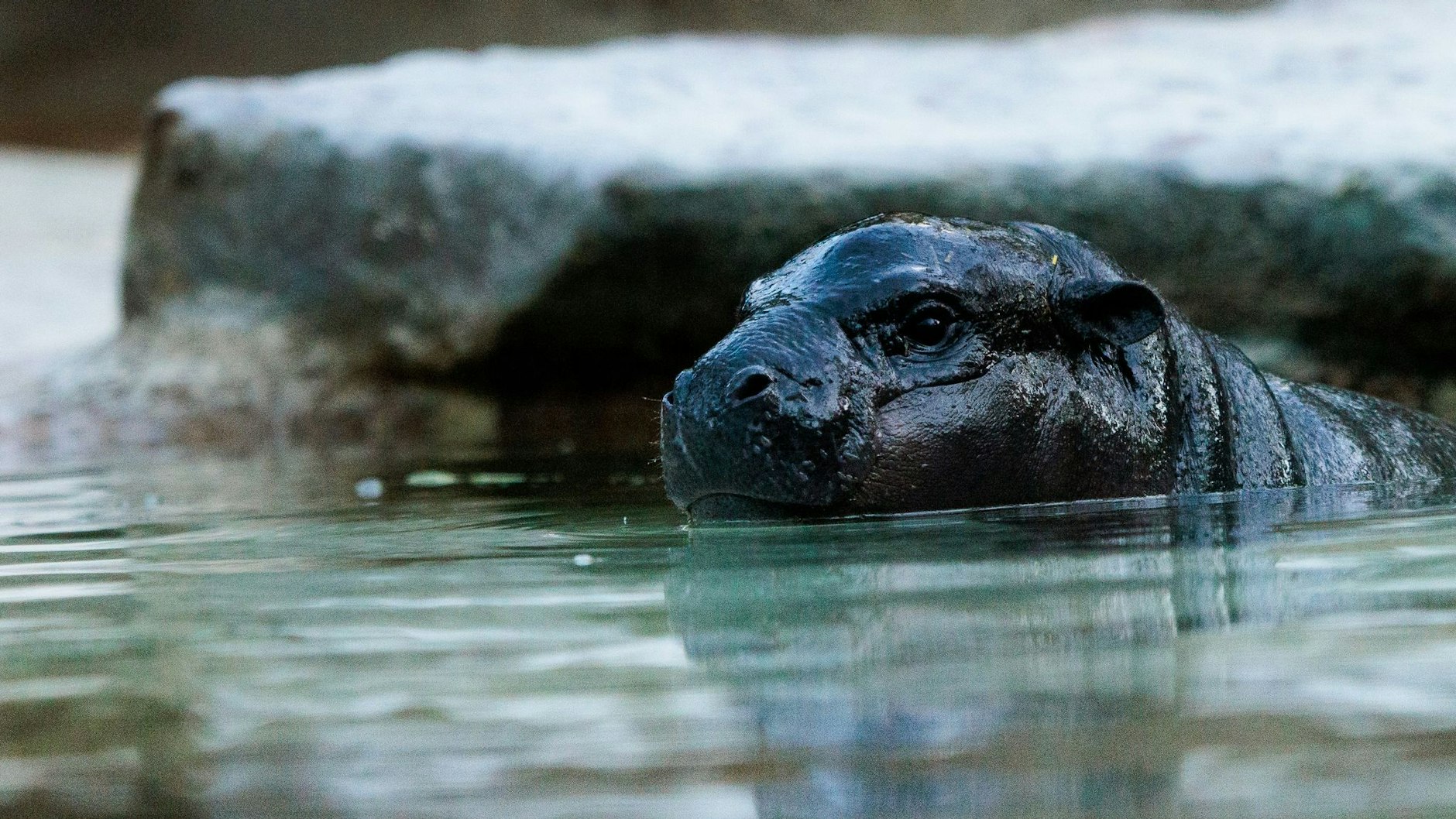 Das Zwergflusspferd Toni schwimmt im Wasser in einem Gehege im Hippo Bay im Zoologischen Garten Berlin. 