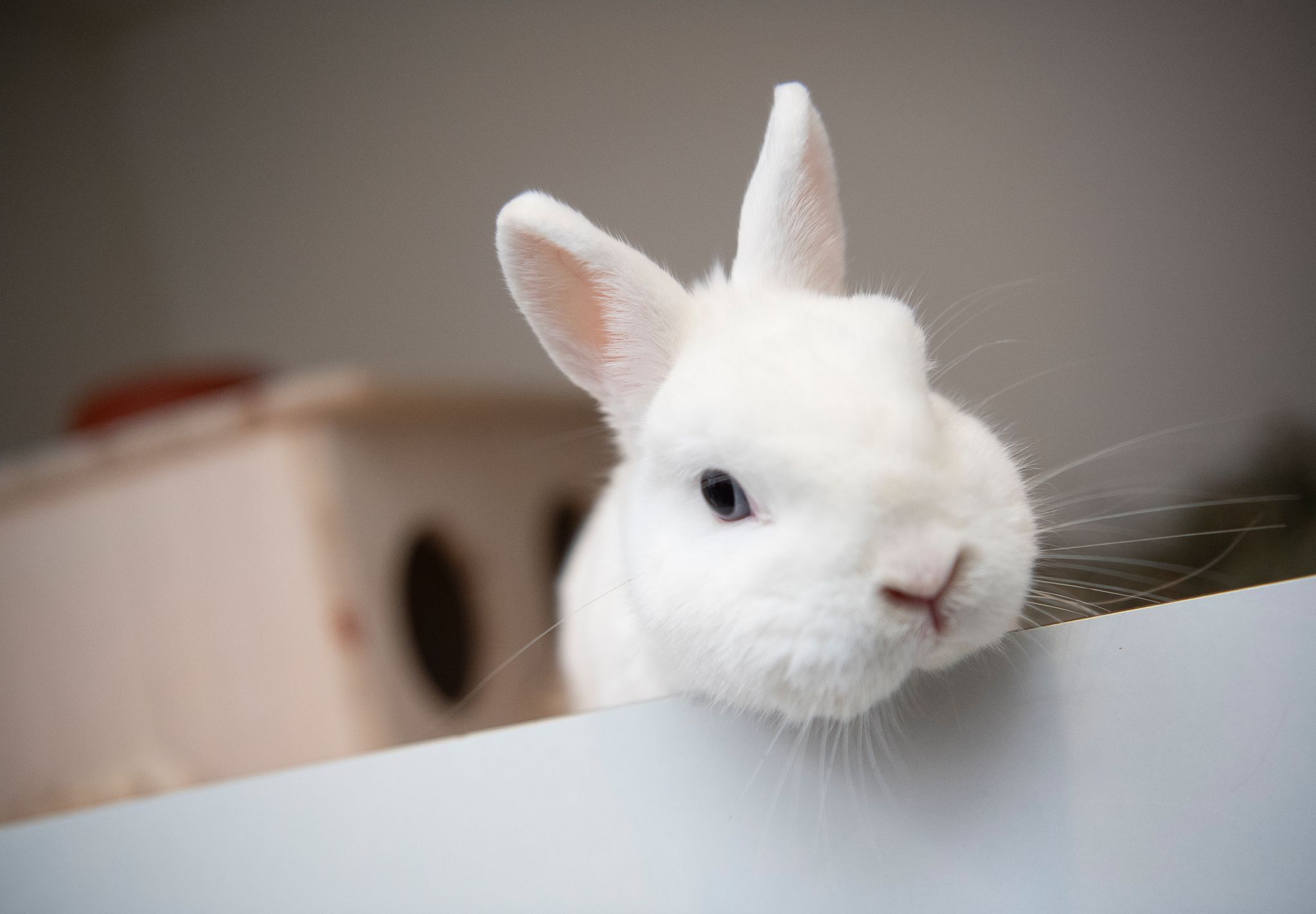 Image - Spandau: Veterinäraufsicht musste fast 100 Tiere sicherstellen