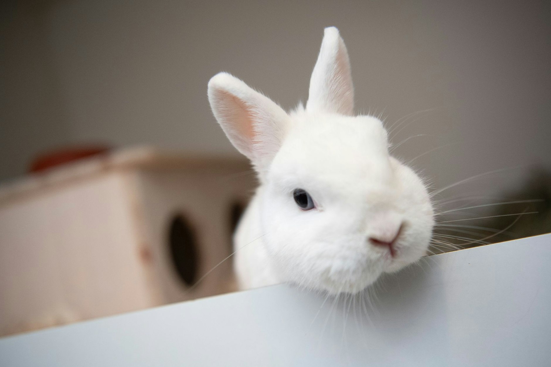 Unter den sichergestellten Tieren in Spandau waren auch zwei Kaninchen.