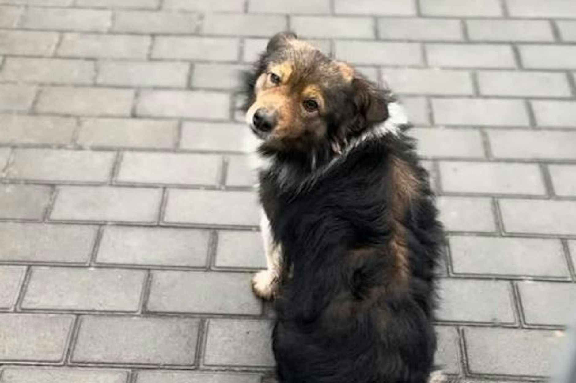 Die Hündin sitzt seit fast zwei Jahren an der Tankstelle in der Ukraine und wartet auf ihr Herrchen.