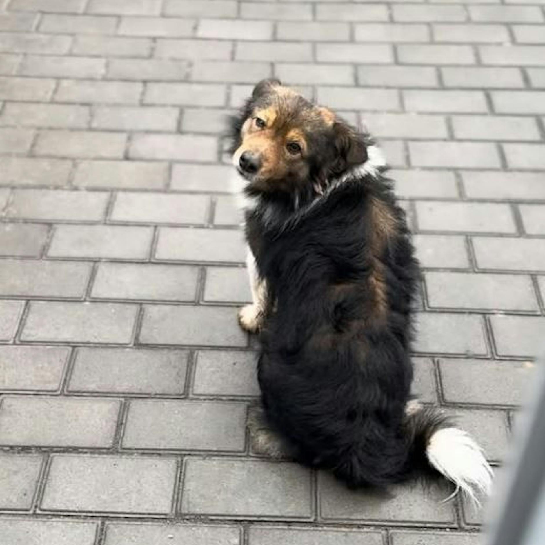 Hündin wartet seit fast zwei Jahren aufs Herrchen – das ist längst tot