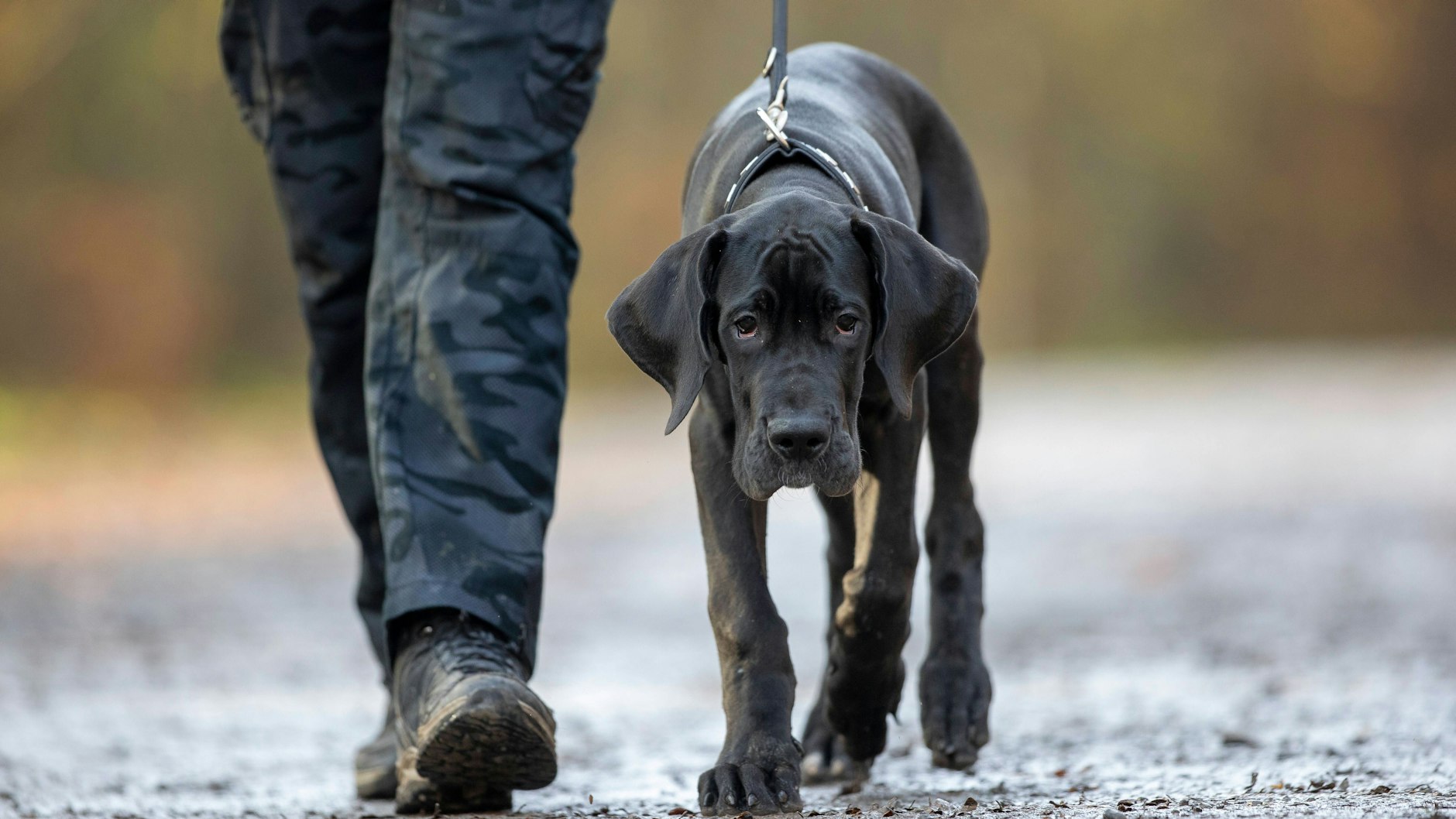In vielen deutschen Städten und Gemeinden wird die Hundesteuer deutlich teurer - um bis zu 40 Prozent.