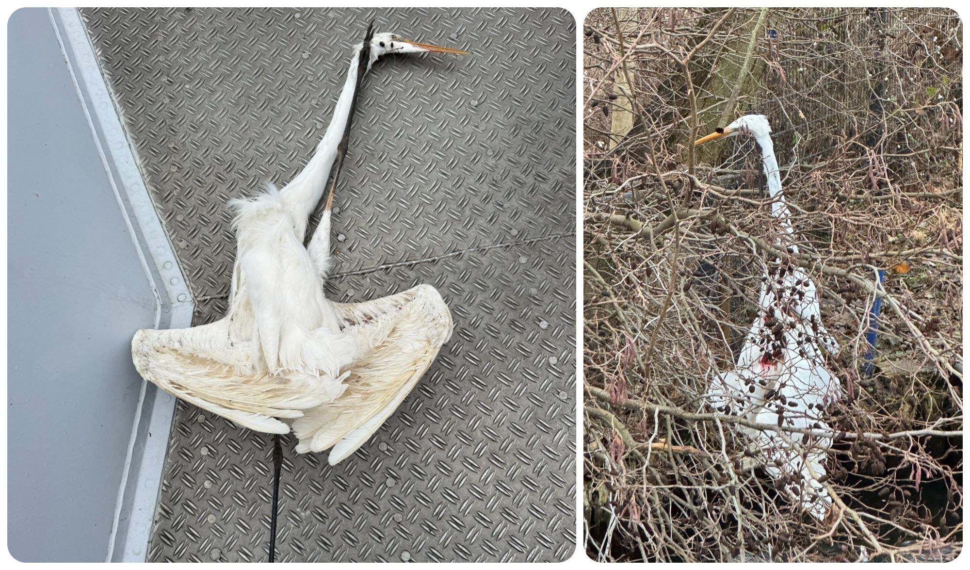 Trauriger Fund in Berlin: Reiher stirbt durch Angler-Müll