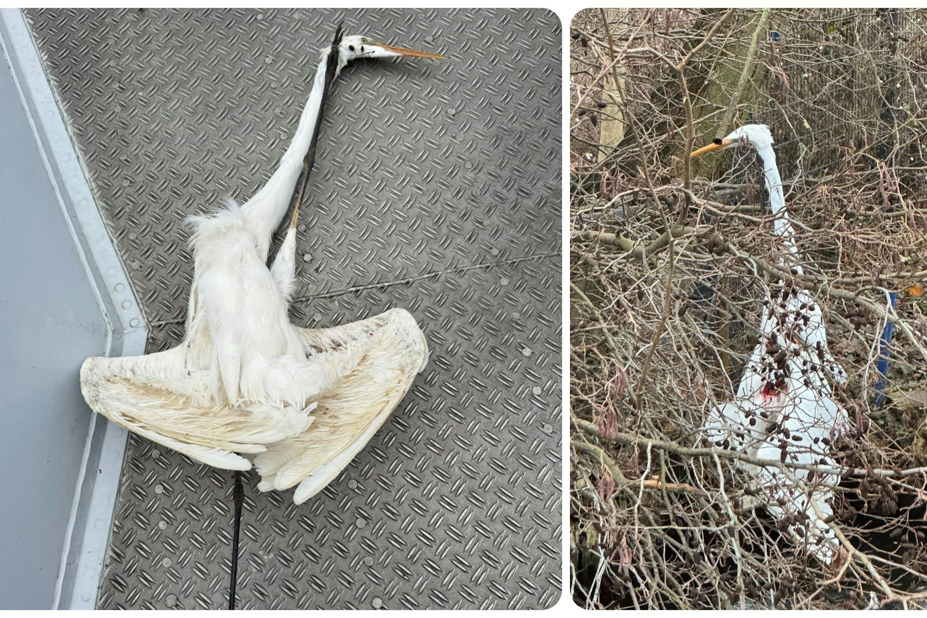 Berliner Polizei mit einem Appell an alle Hauptstadt-Angler: "Unsere Kollegen fanden ihn tot in einem Baum, wo er sich in Angelsehne verfangen hatte und dort starb."