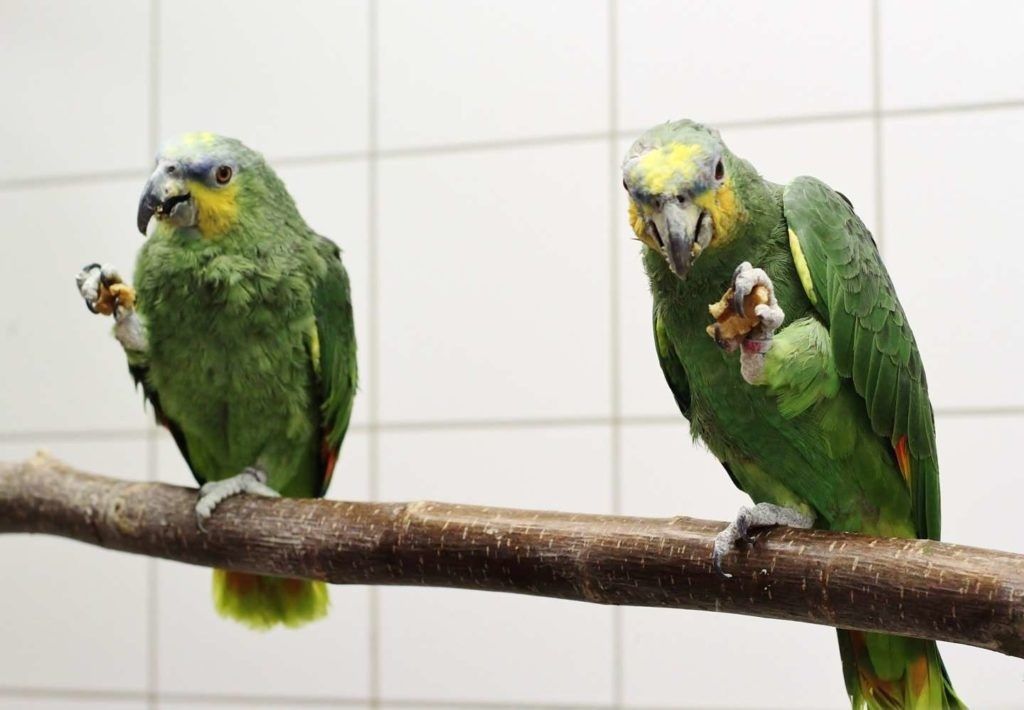 Image - Vogelseuche im Tierheim: „Wir baden quasi in Desinfektionsmitteln“