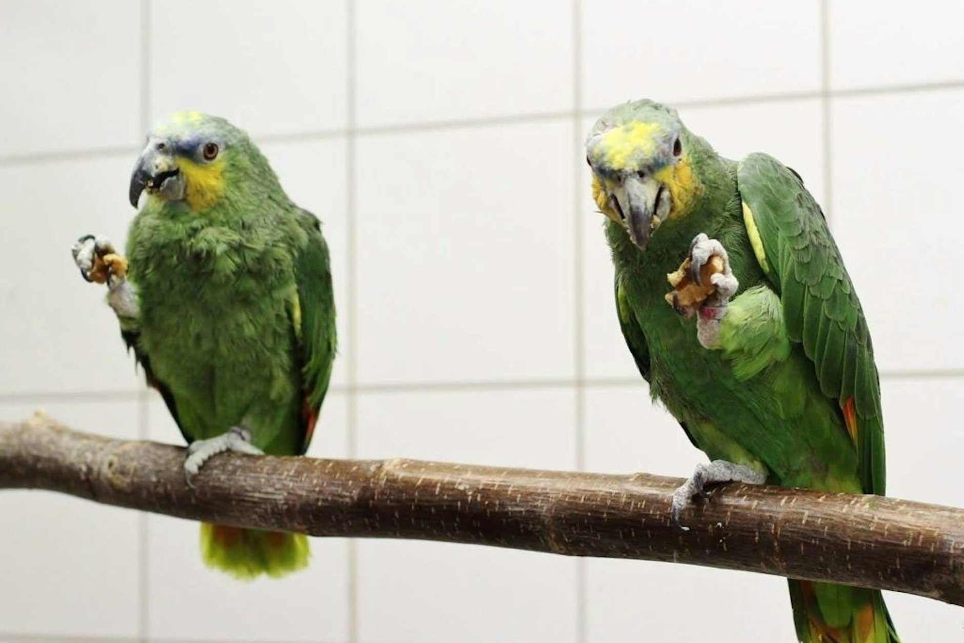 Das Tierheim Berlin beherbergt 373 Vögel. Seit die gefährliche Newcastle-Krankheit ausgebrochen ist, ist die Furcht vor Ansteckung groß.