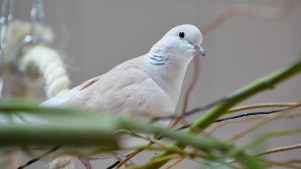Bei sieben Tauben wurde das Virus bereits nachgewiesen. Seit November verendeten elf Tiere.