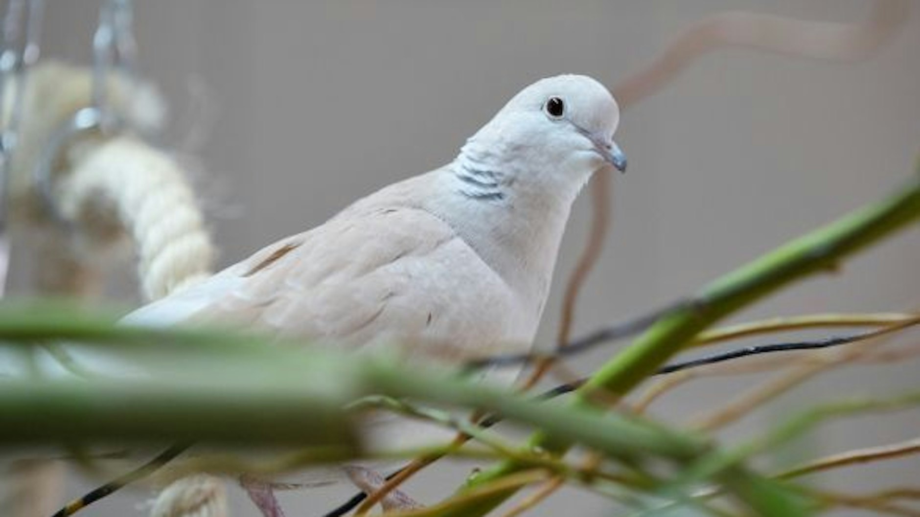 Bei sieben Tauben wurde das Virus bereits nachgewiesen. Seit November verendeten elf Tiere.