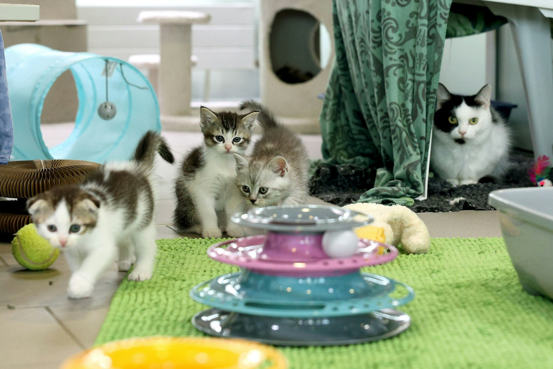 Im Tierheim Berlin warten etliche Bewohner auf Vermittlung. Die Betreuung der Tiere kostet.