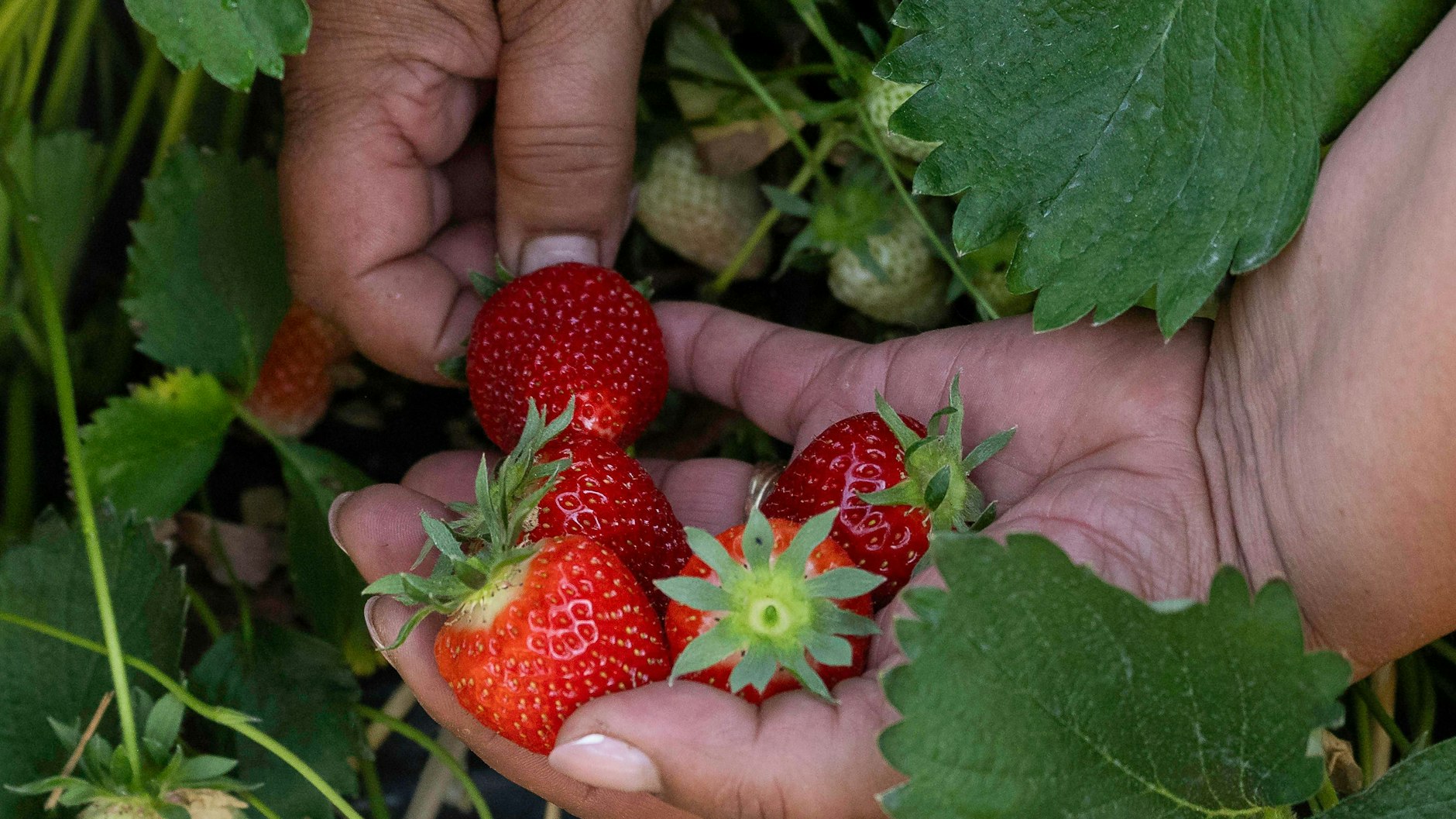 Keime können bei der Ernte von Erdbeeren und anderer Beerenfrüchte ins Obst gelangen.