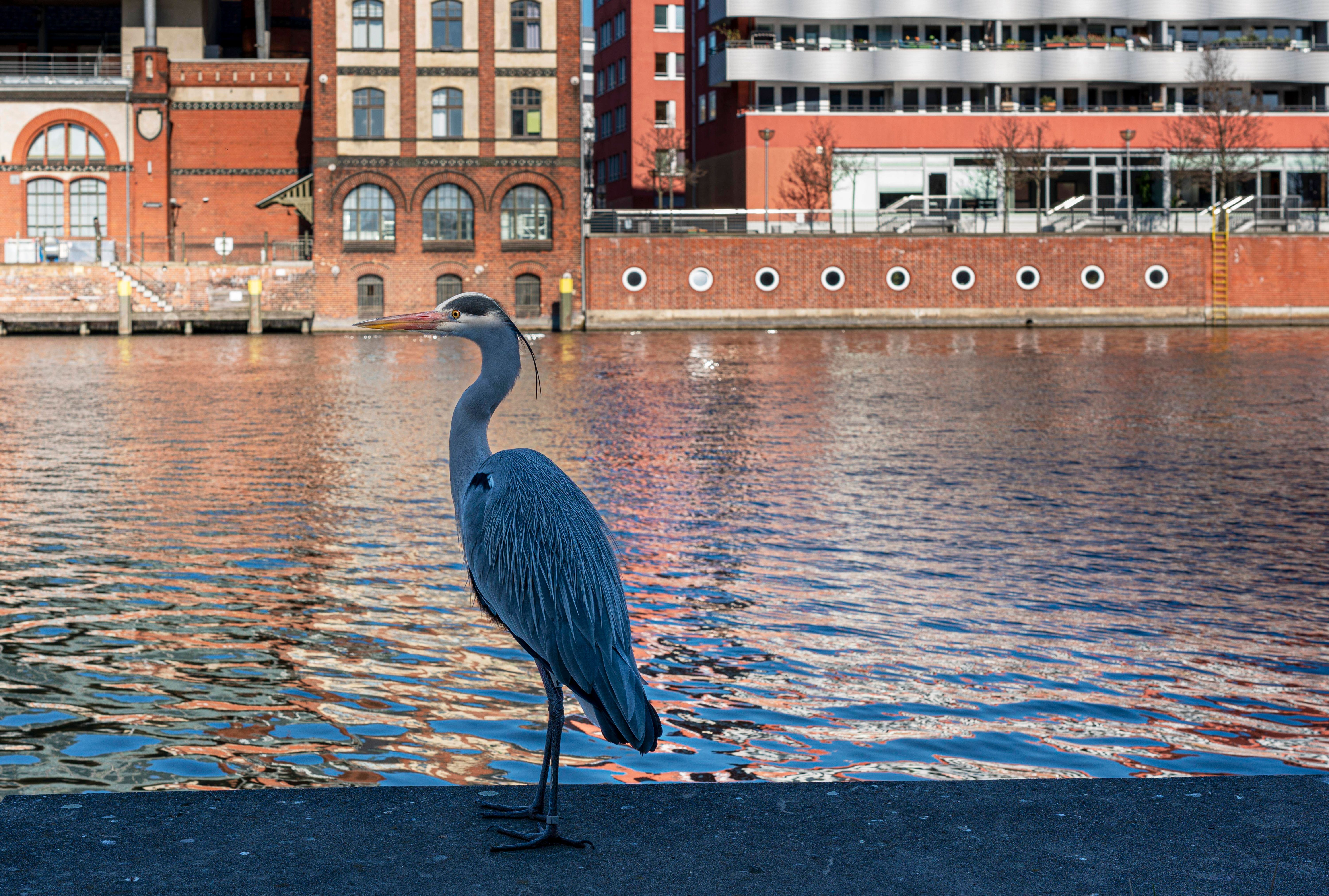 Image - Thilo Mischke: Wie mich ein Reiher namens Richard auf neue Ideen brachte