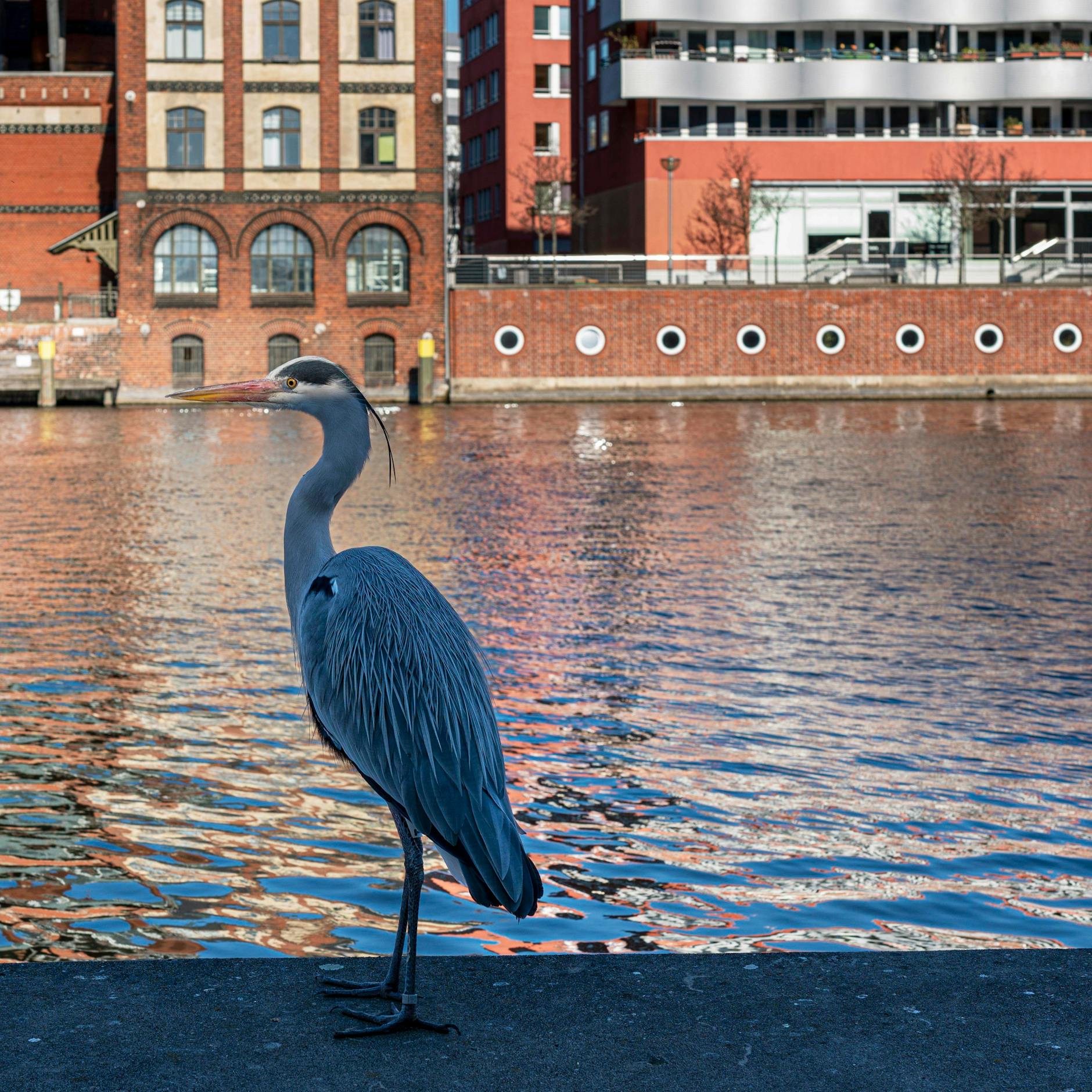 Image - Thilo Mischke: Wie mich ein Reiher namens Richard auf neue Ideen brachte