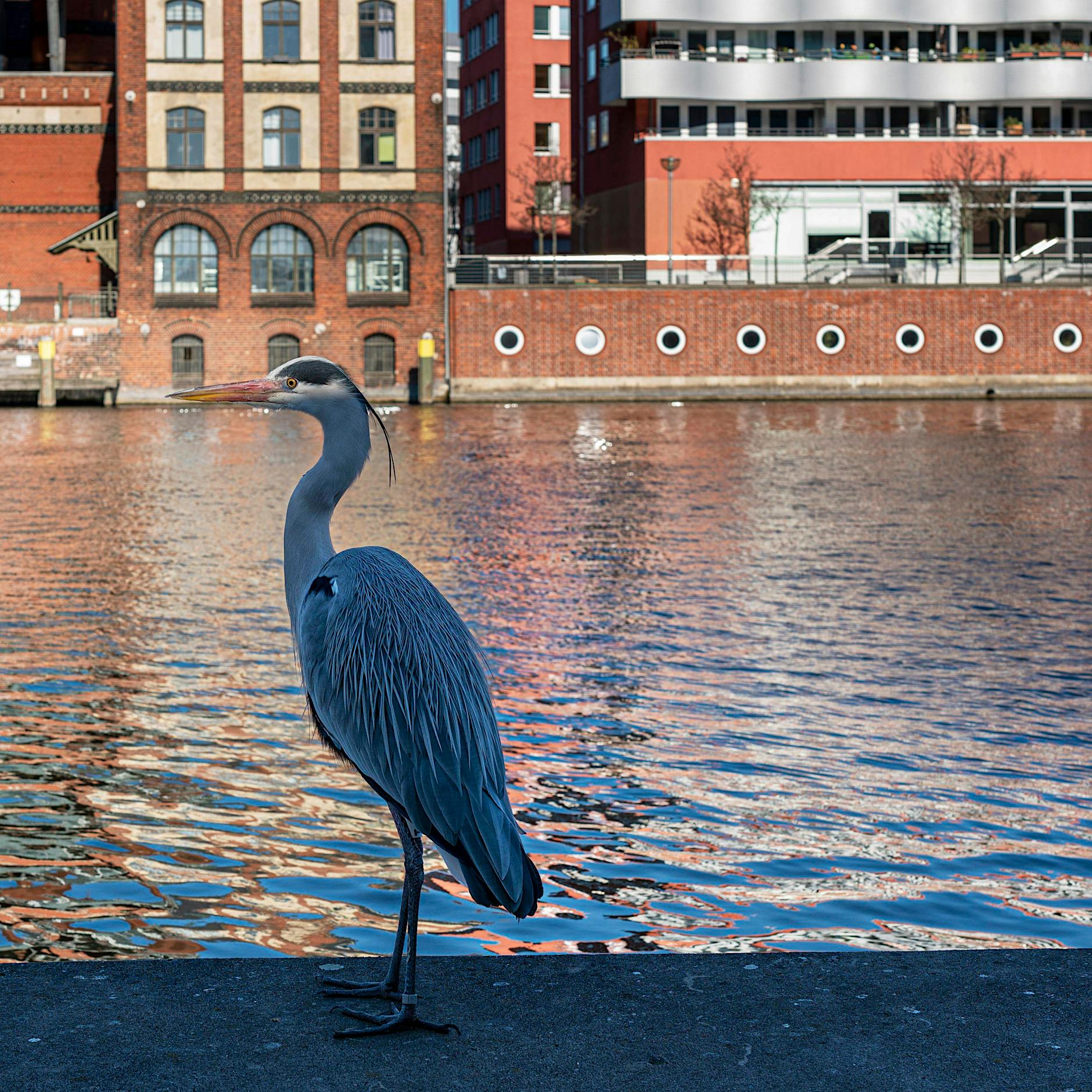 Thilo Mischke: Wie mich ein Reiher namens Richard auf neue Ideen brachte