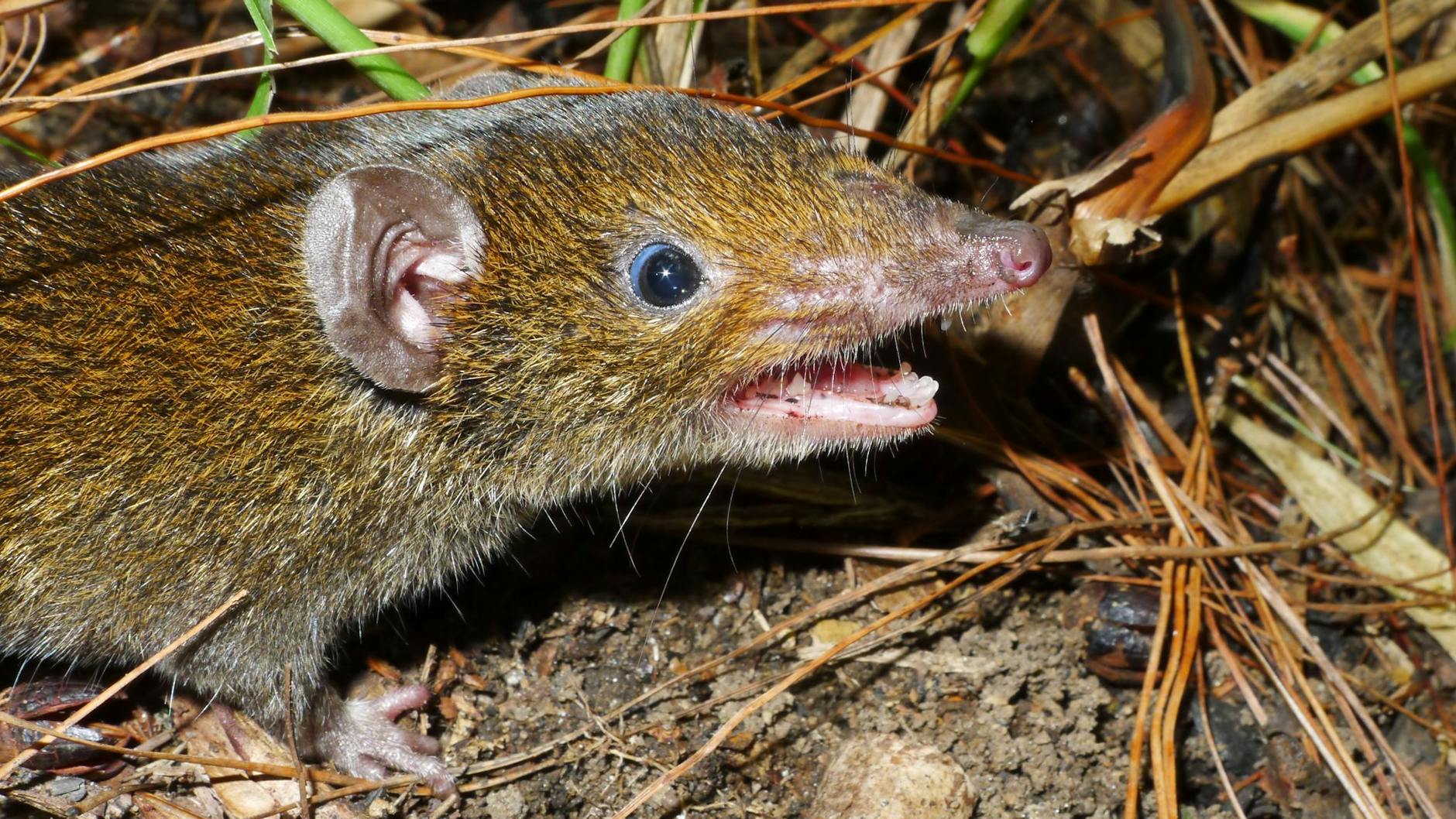 Ein Kleiner Rattenigel (Hylomys macarong) mit scharfen Reißzähnen, der deshalb nach dem vietnamesischen Wort Ma ca rong für Vampir benannt wurde.