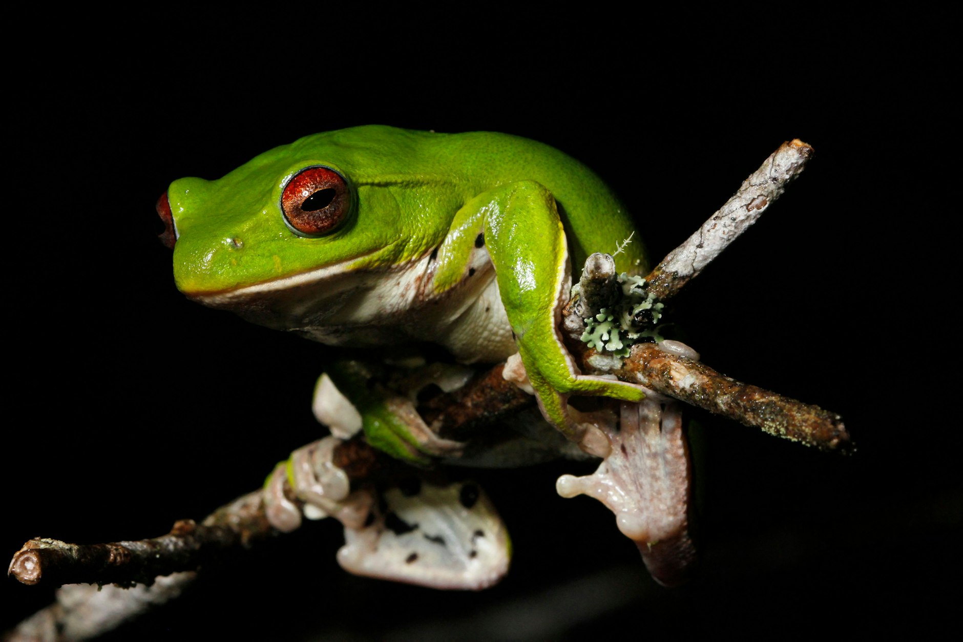 Dieses Foto, aufgenommen im Nordosten von Laos, zeigt eine neu entdeckte Laubfrosch-Art.