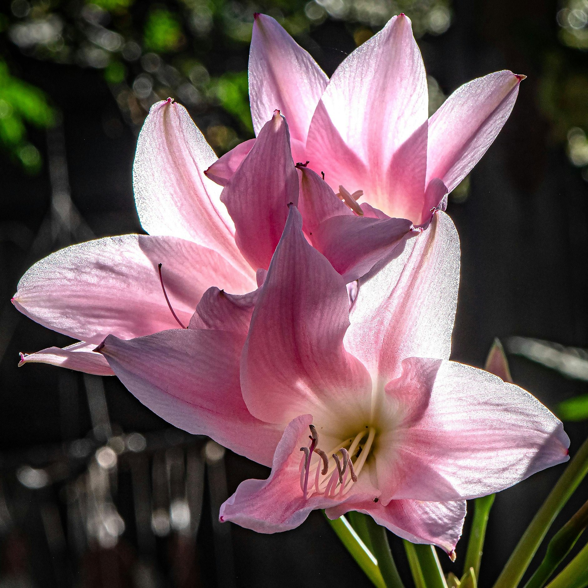 <em>Amaryllis</em>, oder auch Rittersterne genannt, sind subtropische Zwiebelpflanzen aus Südamerika.