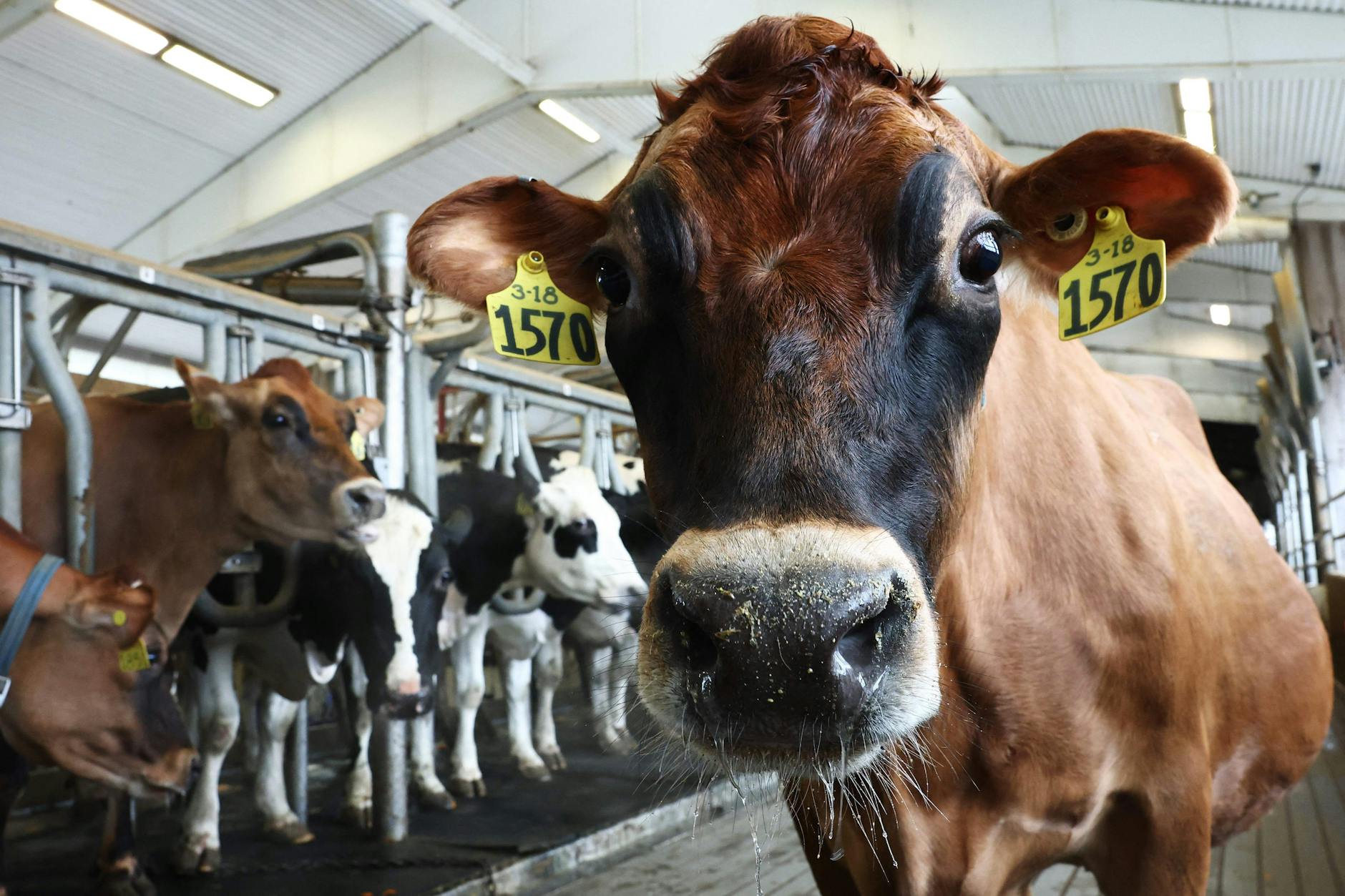 Nachdem das Virus in Milchviehbetrieben festgestellt wurde, warnt das US-Landwirtschaftsministerium eindringlich vor dem Konsum von Rohmilch.