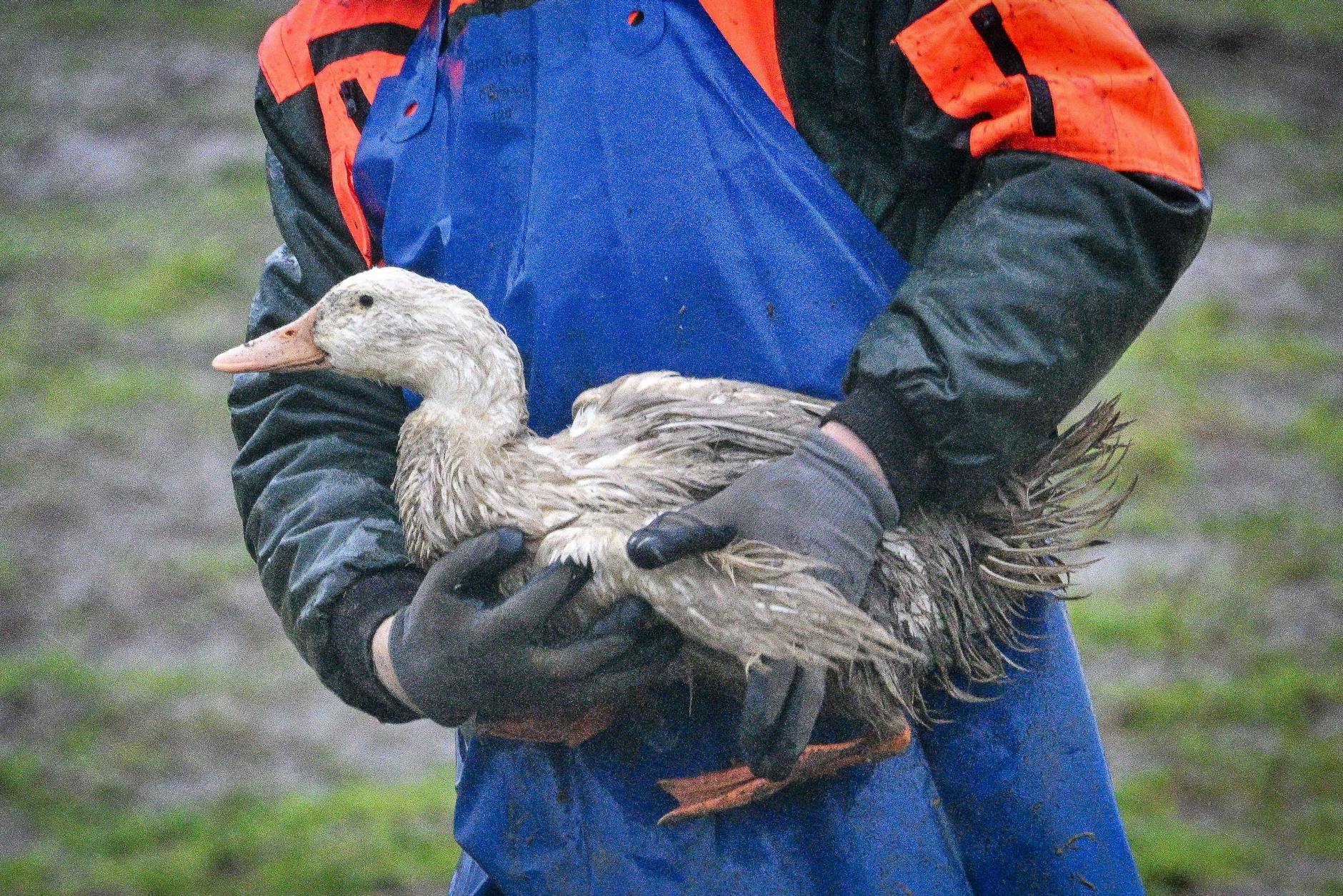 Wildvögel tragen das Virus über weite Strecken und infizieren dabei immer häufiger auch Säugetiere.