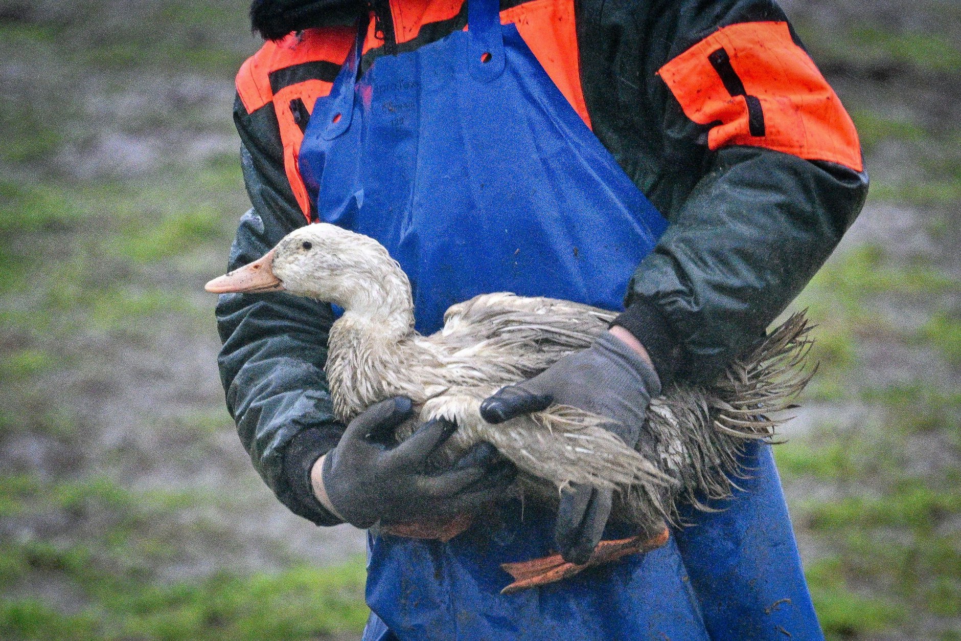 Eine mit dem Virus H5N1 infizierte Ente. Enger Kontakt zu erkrankten Tieren erhöht auch die Ansteckungsgefahr für Menschen. (Symbolbild)