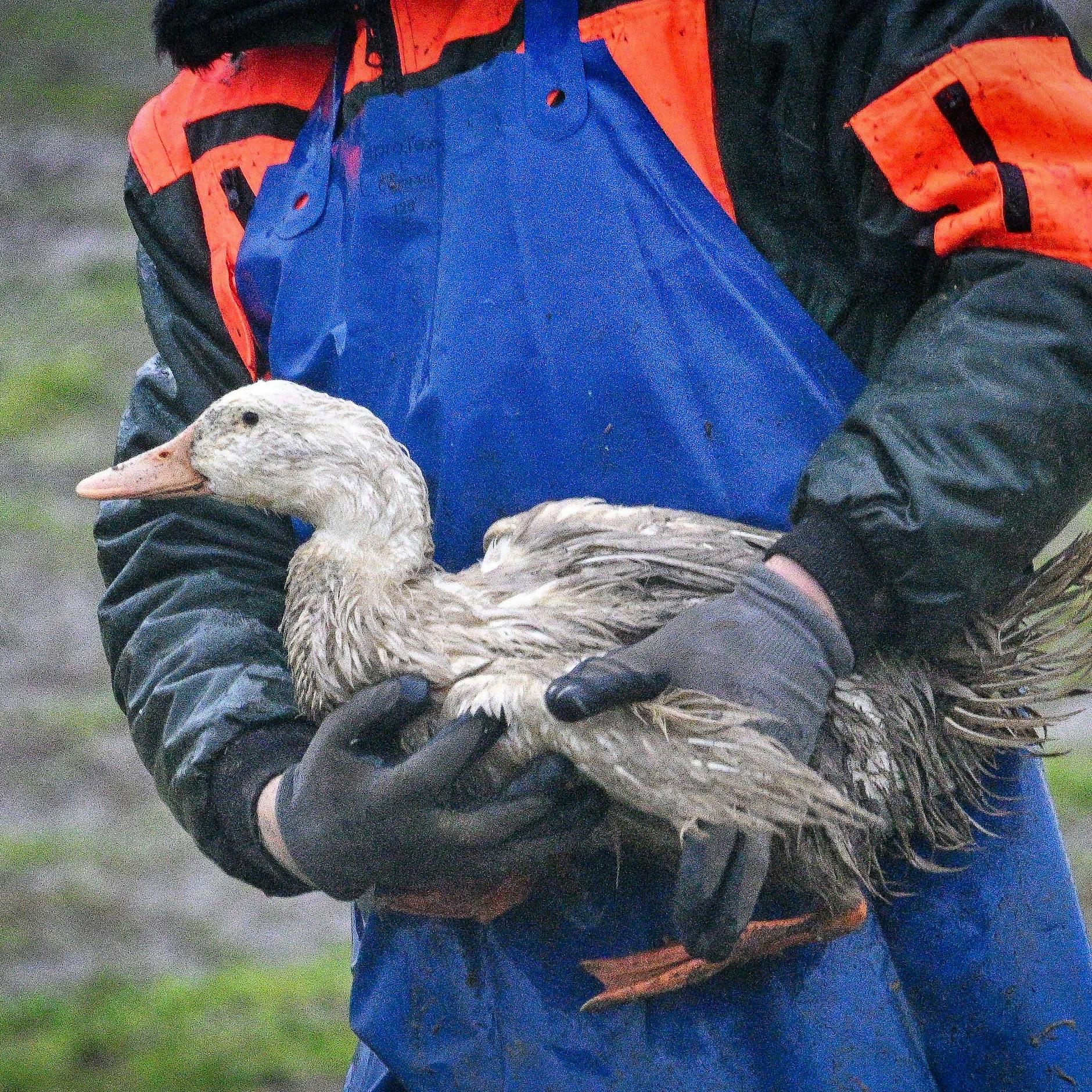 H5N1-Virus: Erster Vogelgrippe-Tote in den USA