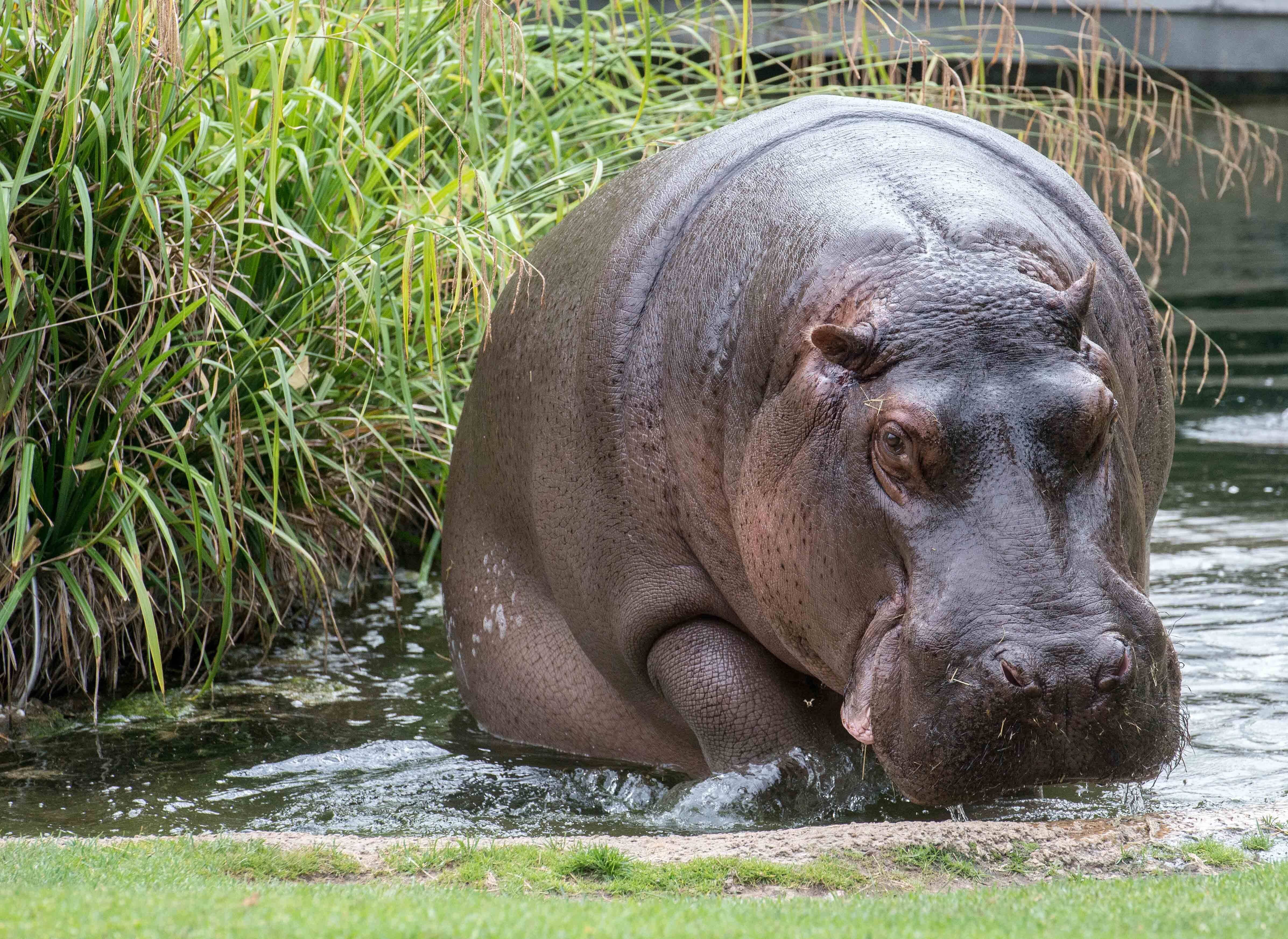Image - Flusspferd-Legende Nicole tot: Darum schläferte sie der Zoo Berlin ein