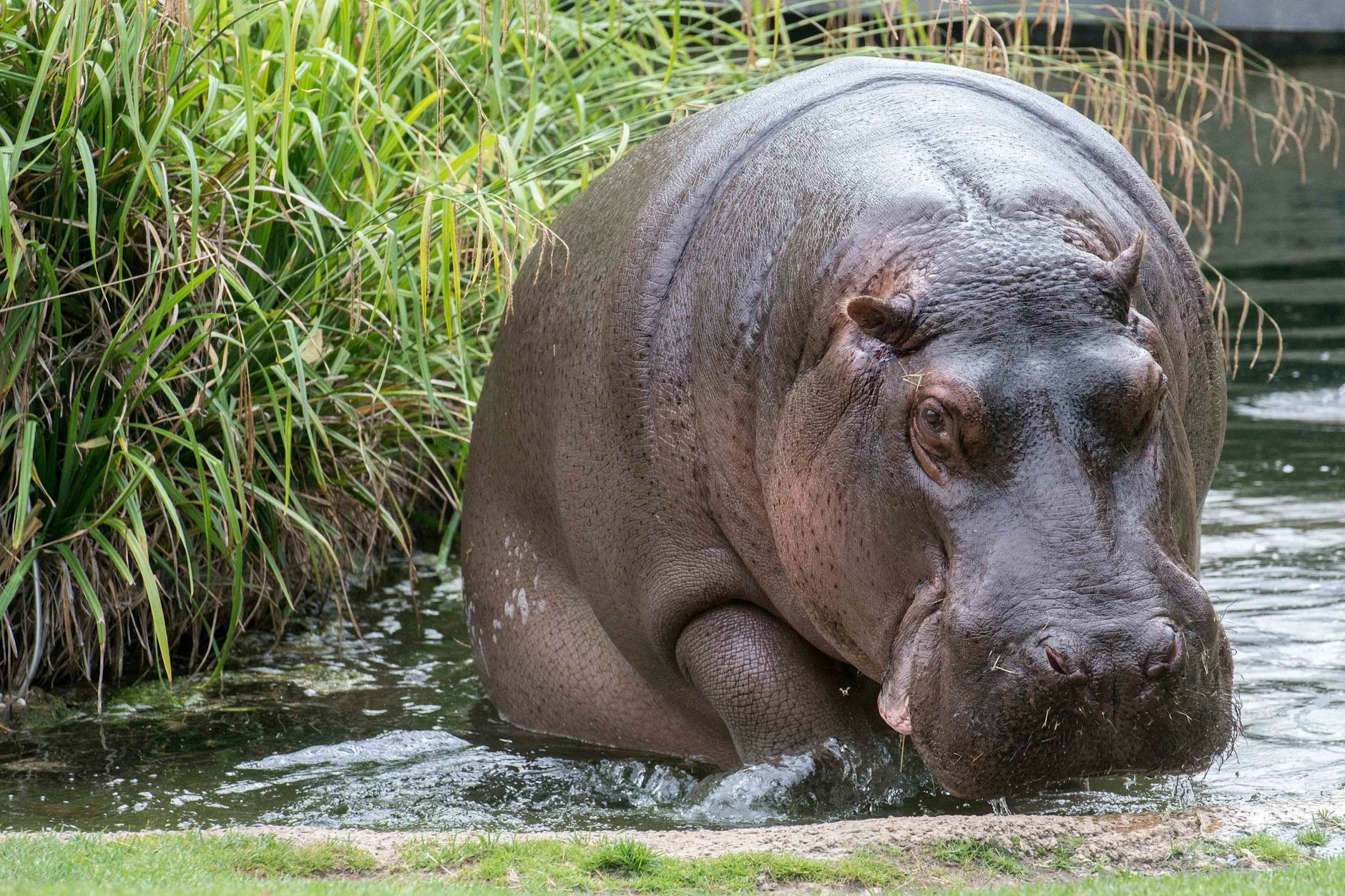 Flusspferd-Dame Nicole aus dem Zoo Berlin
