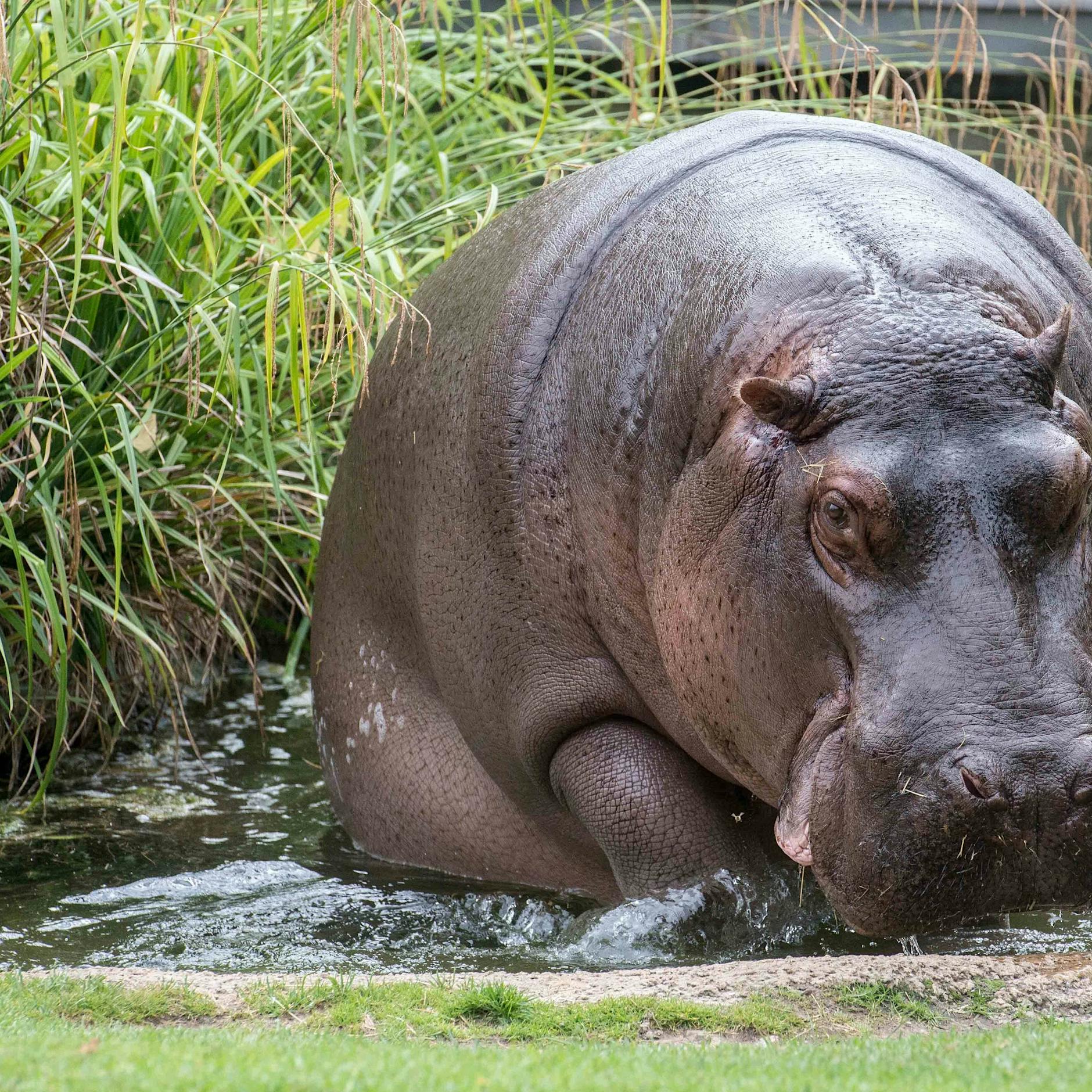 Flusspferd-Legende Nicole tot: Darum schläferte sie der Zoo Berlin ein