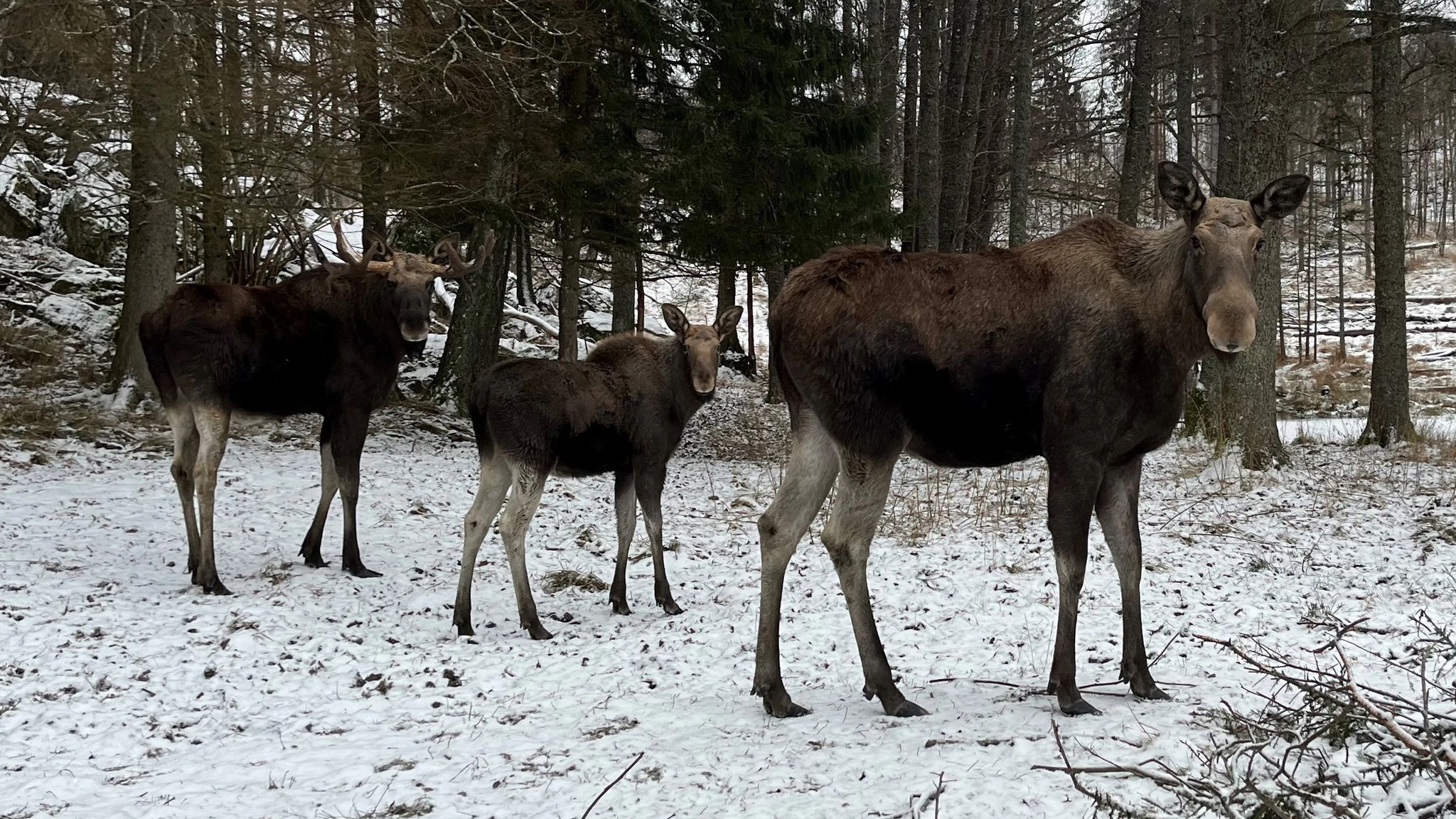 ARCHIV - Eine Elchfamilie, bestehend aus einem Elchbullen, einer Elchkuh und einem Elchkalb, im Wildtierpark Öster Malma in Schweden. Foto: Demy Becker/dpa