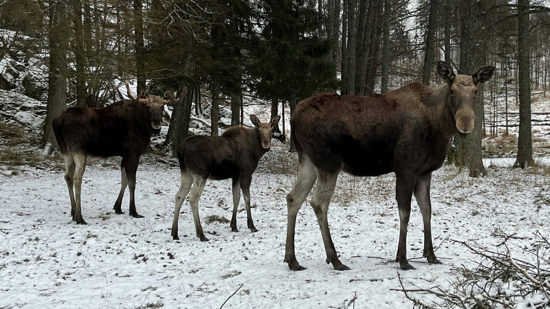 ARCHIV - Eine Elchfamilie, bestehend aus einem Elchbullen, einer Elchkuh und einem Elchkalb, im Wildtierpark Öster Malma in Schweden. Foto: Demy Becker/dpa