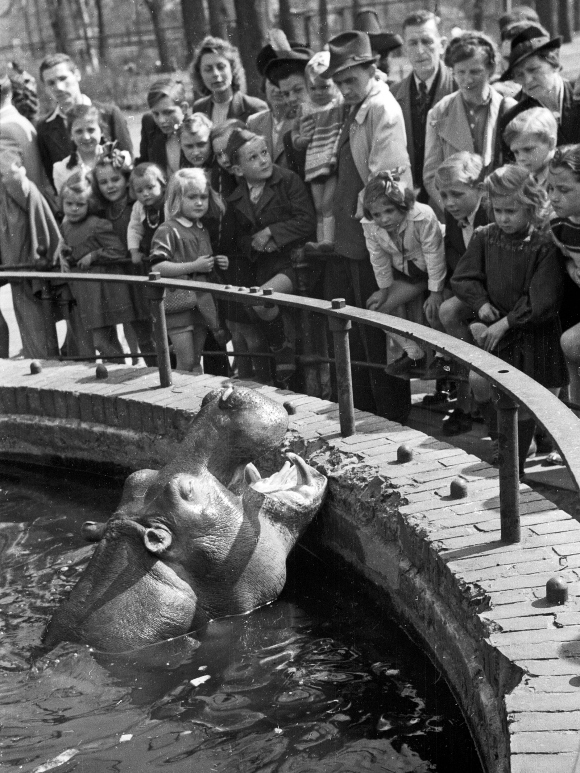Flusspferd-Legende Knautschke war nach dem Krieg der Star im Berliner Zoo. Die Aufnahme stammt aus dem Jahr 1947.