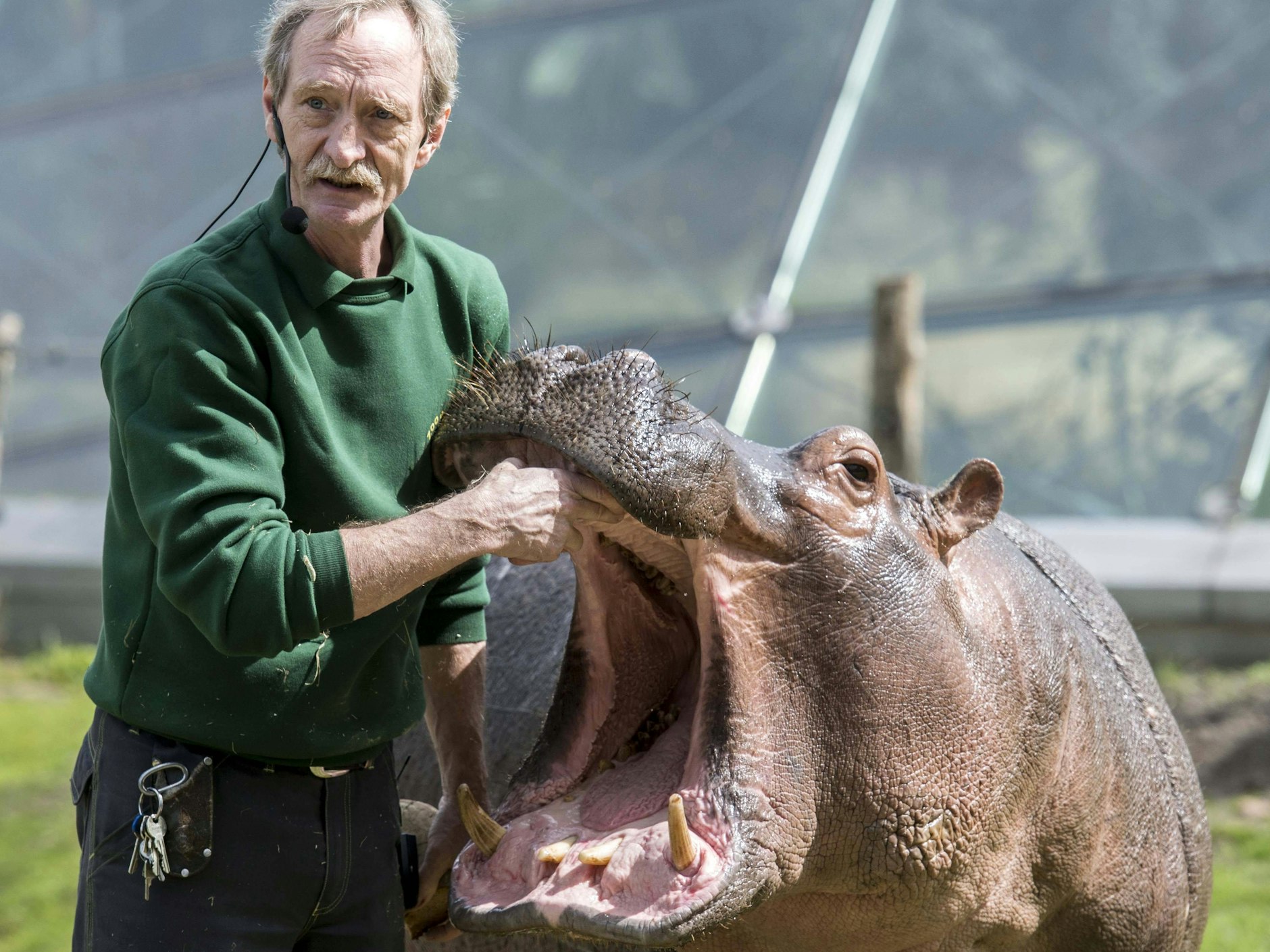 Flusspferd Nicole aus dem Berliner Zoo&nbsp; konnte ganz schön weit ihre Klappe aufreißen. Da staunte auch der Tierpfleger.