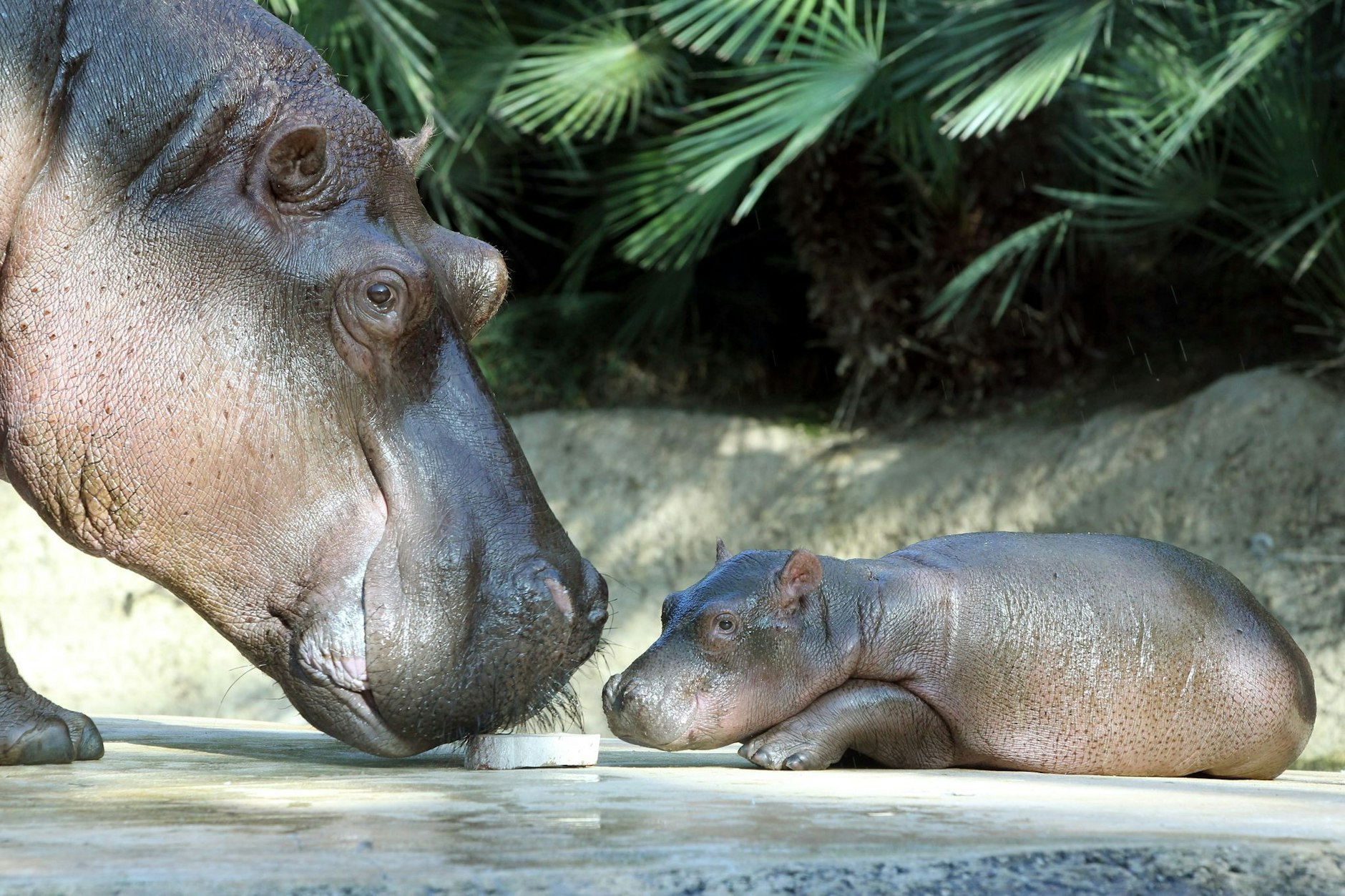 Die Flusspferddame Nicole und eines ihrer Jungtiere.