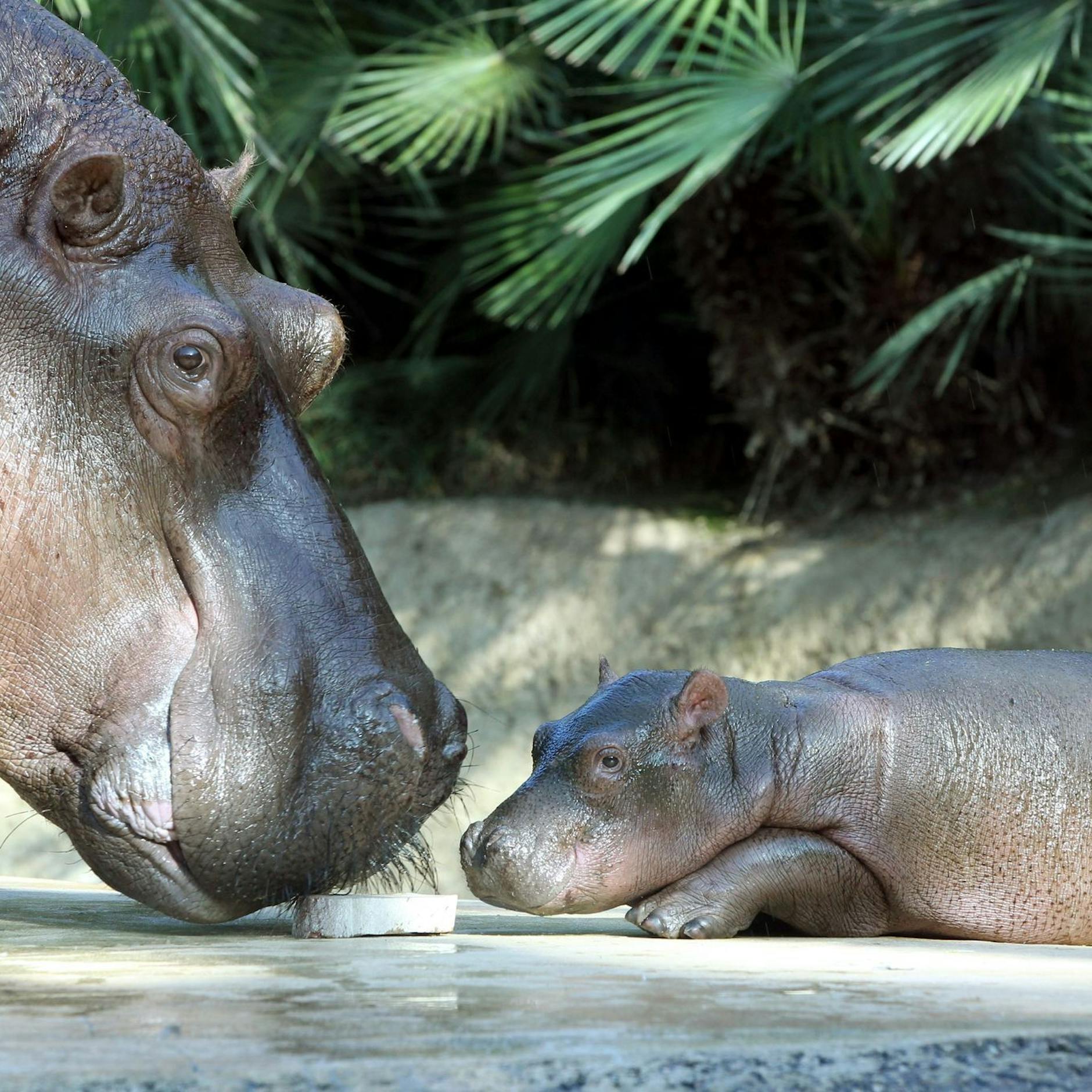 Image - Trauer im Zoo Berlin: Flusspferd Nicole ist tot