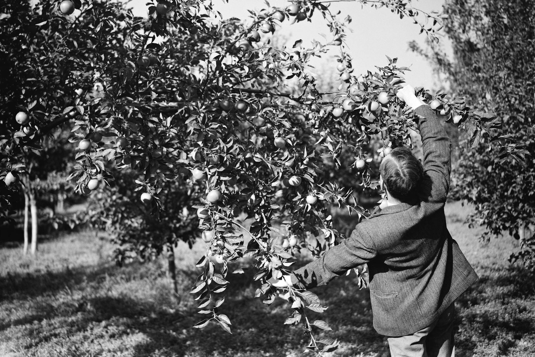 Historische Aufnahme eines Jungen beim Ernten eines Apfels aus dem Jahr 1937